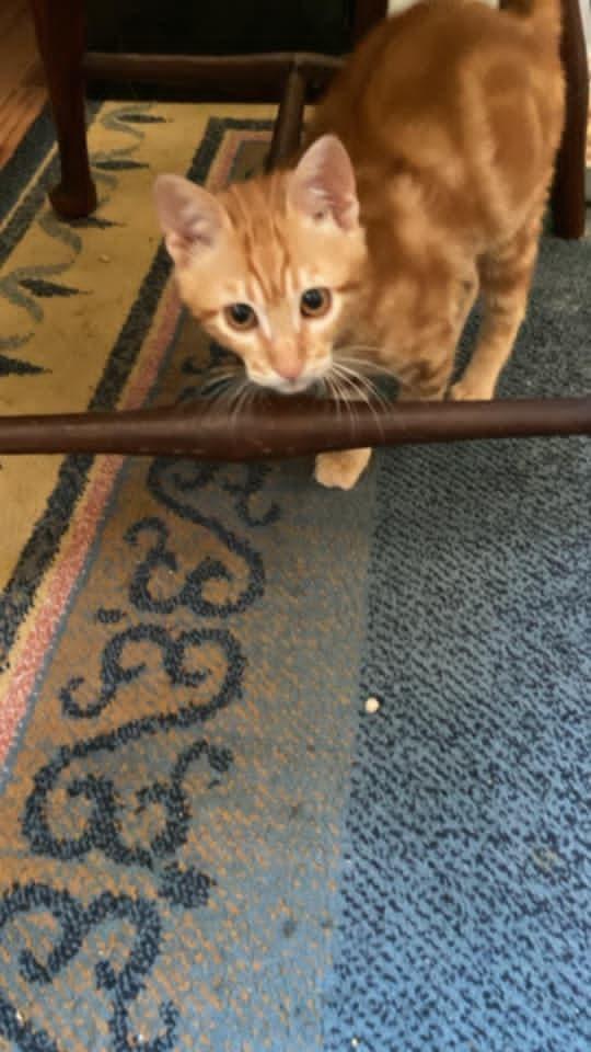 Enlarge Totti, a Adoptable Egyptian Mau in WOLCOTT, CT image 5/6