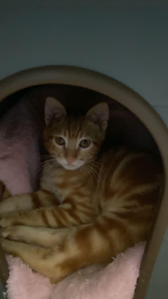 Enlarge Totti, a Adoptable Egyptian Mau in WOLCOTT, CT image 6/6