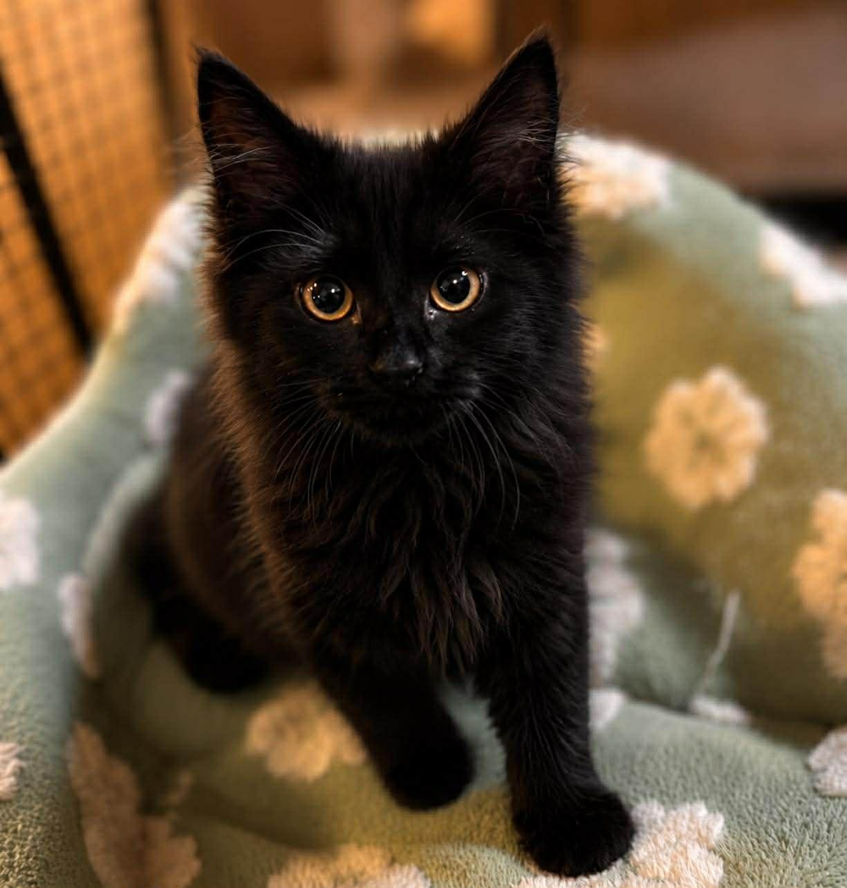 Citron, adopted, Kitten Female Domestic Long Hair & Manx.