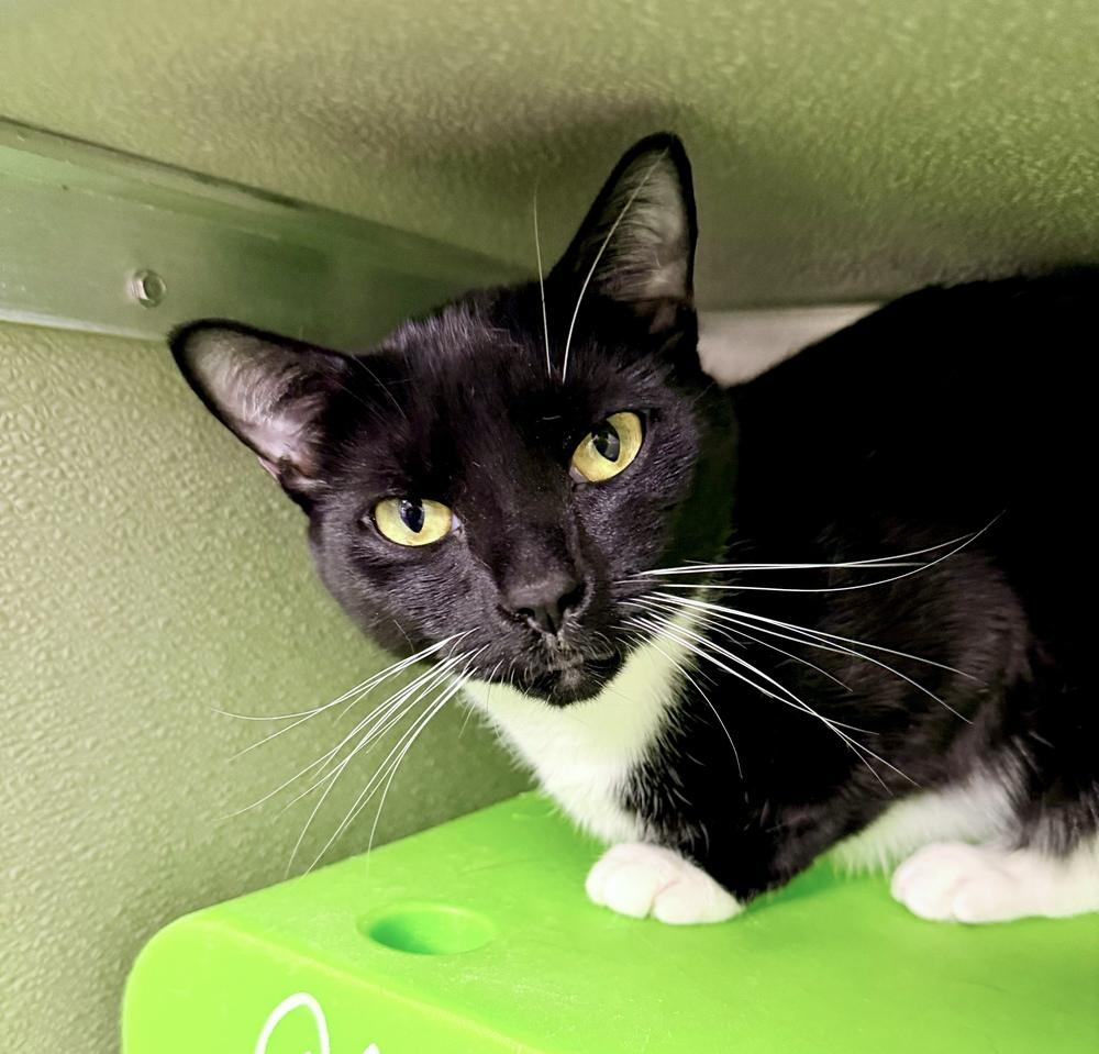 Cookie 23, a Adoptable Domestic Short Hair in Milltown, NJ image 1/5