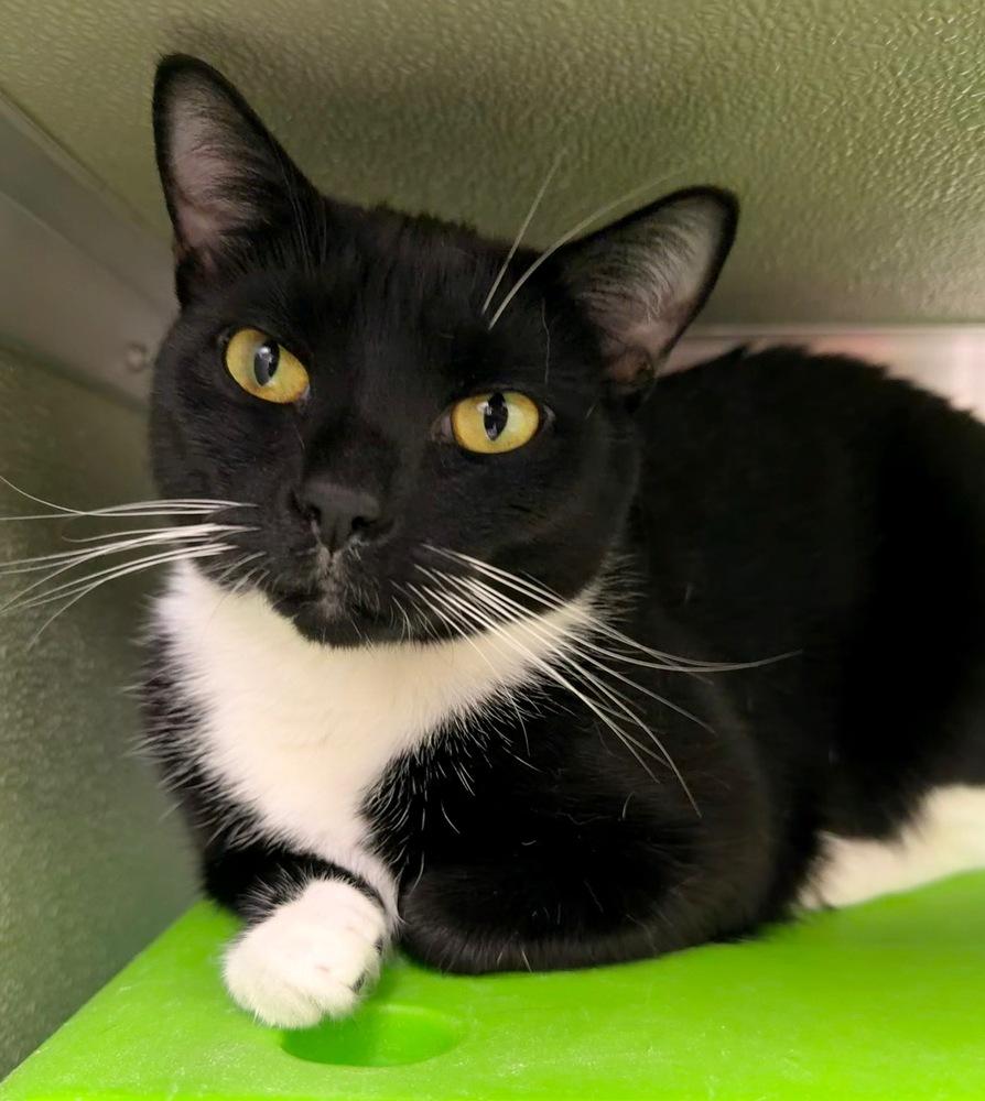 Cookie 23, a Adoptable Domestic Short Hair in Milltown, NJ image 2/5