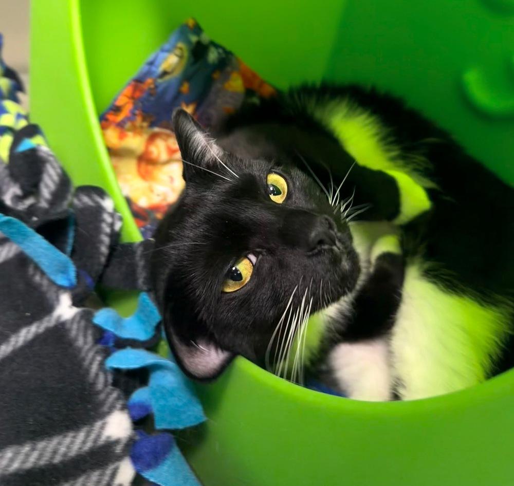 Cookie 23, a Adoptable Domestic Short Hair in Milltown, NJ image 3/5