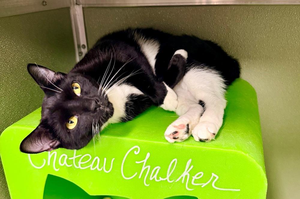 Cookie 23, a Adoptable Domestic Short Hair in Milltown, NJ image 4/5