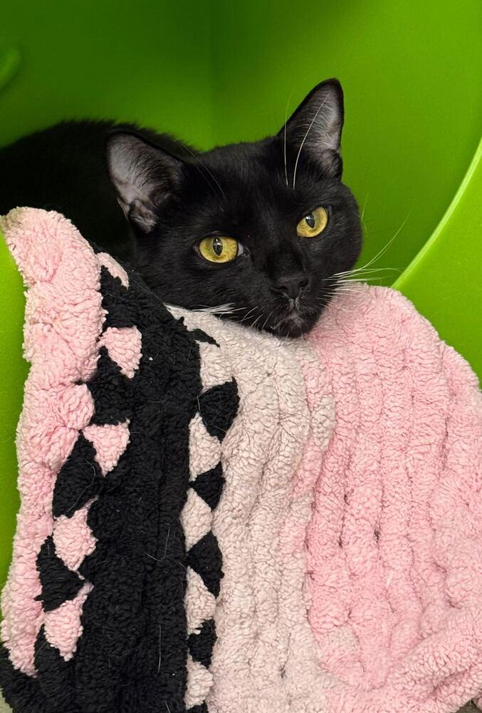 Cookie 23, a Adoptable Domestic Short Hair in Milltown, NJ image 5/5