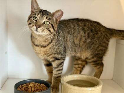 Enlarge Remy, a ADOPTABLE Domestic Short Hair in Downers Grove, IL image 3/3