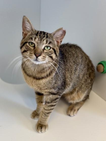 Enlarge Remy, a ADOPTABLE Domestic Short Hair in Downers Grove, IL image 2/3