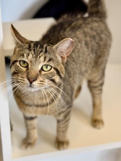 Remy, ADOPTABLE, Adult Male Domestic Short Hair.