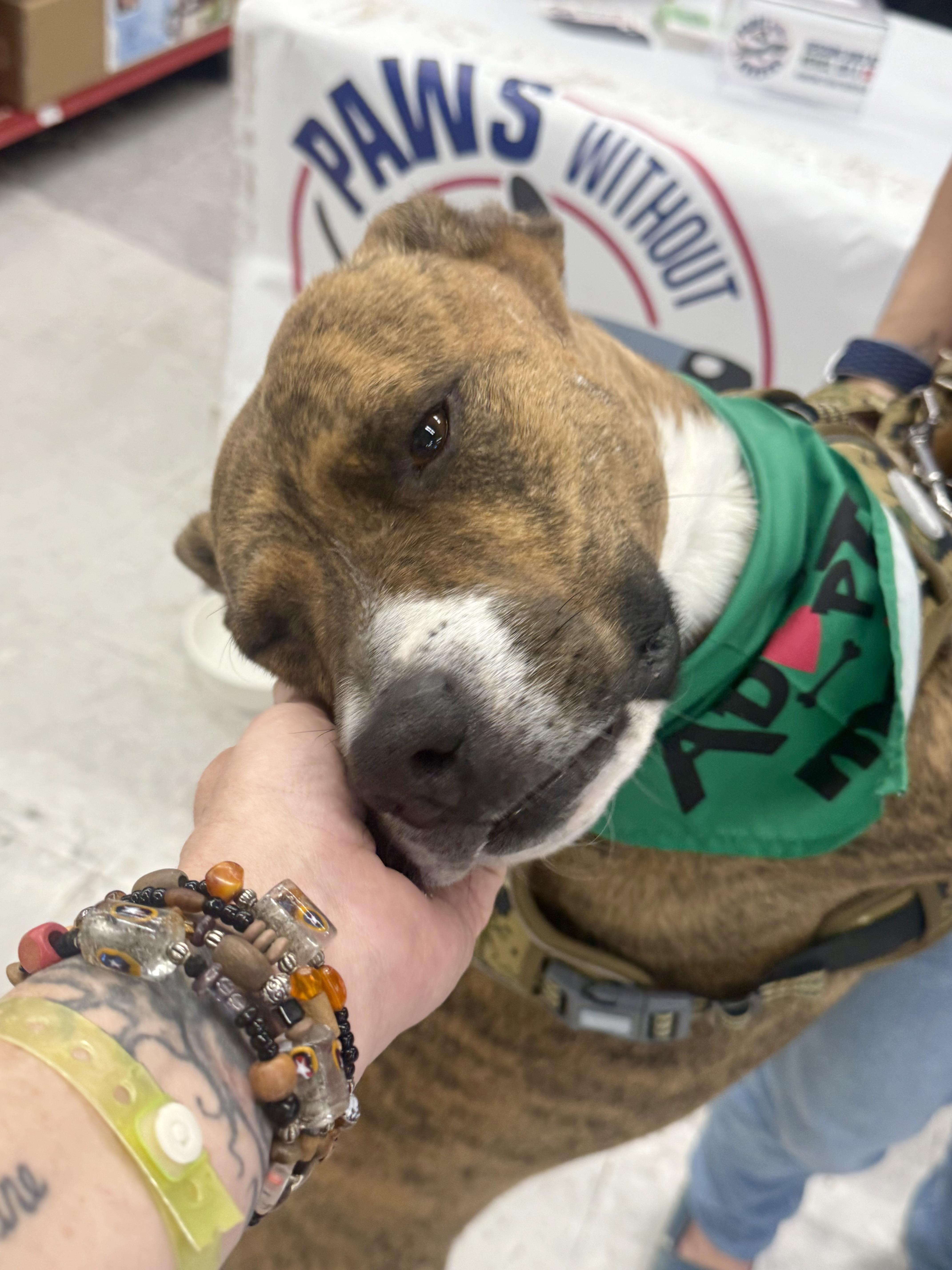 Enlarge Kona, a Adoptable mixed breed in Tucson, AZ image 1/6