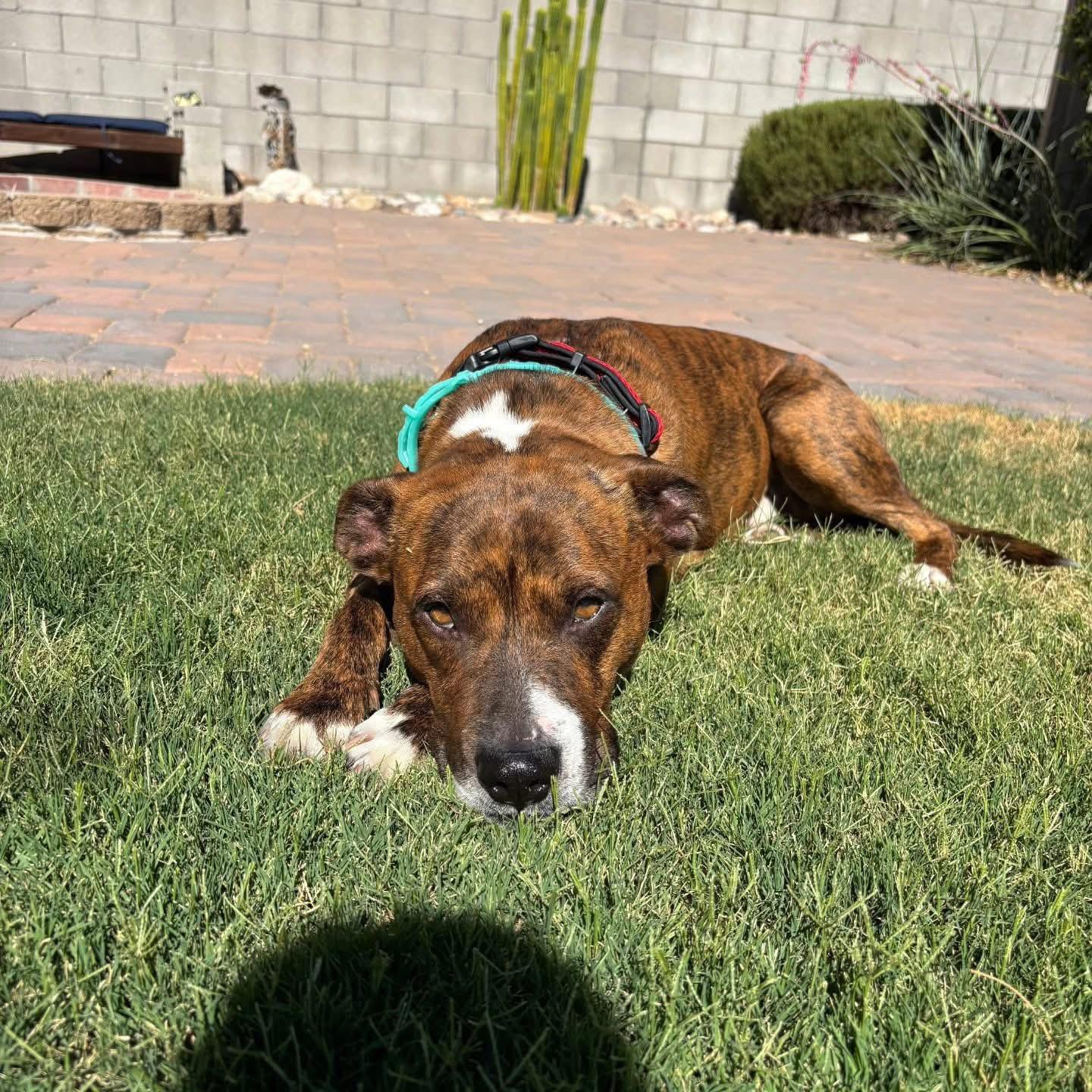 Enlarge Kona, a Adoptable mixed breed in Tucson, AZ image 3/6