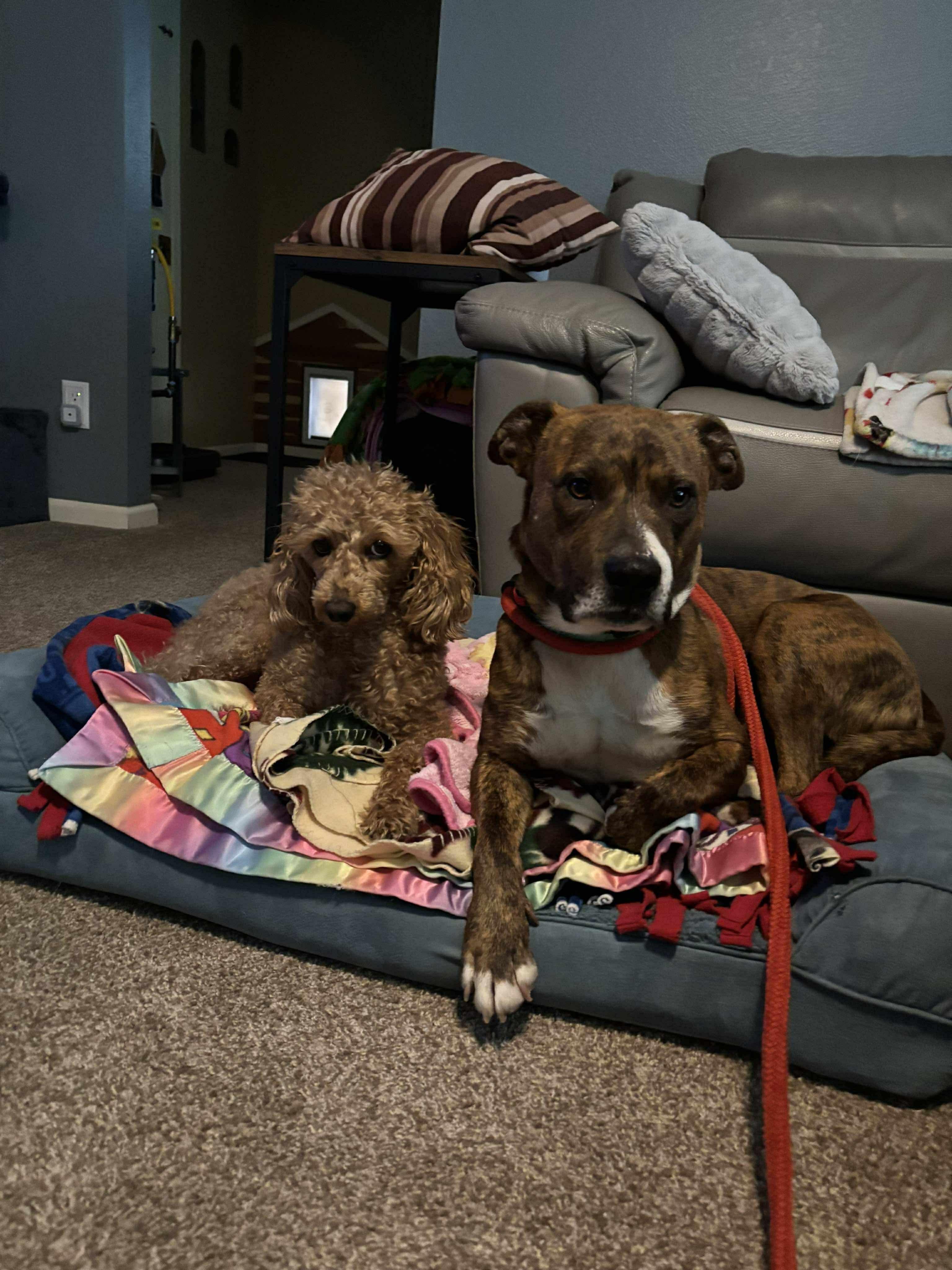 Enlarge Kona, a Adoptable mixed breed in Tucson, AZ image 4/6