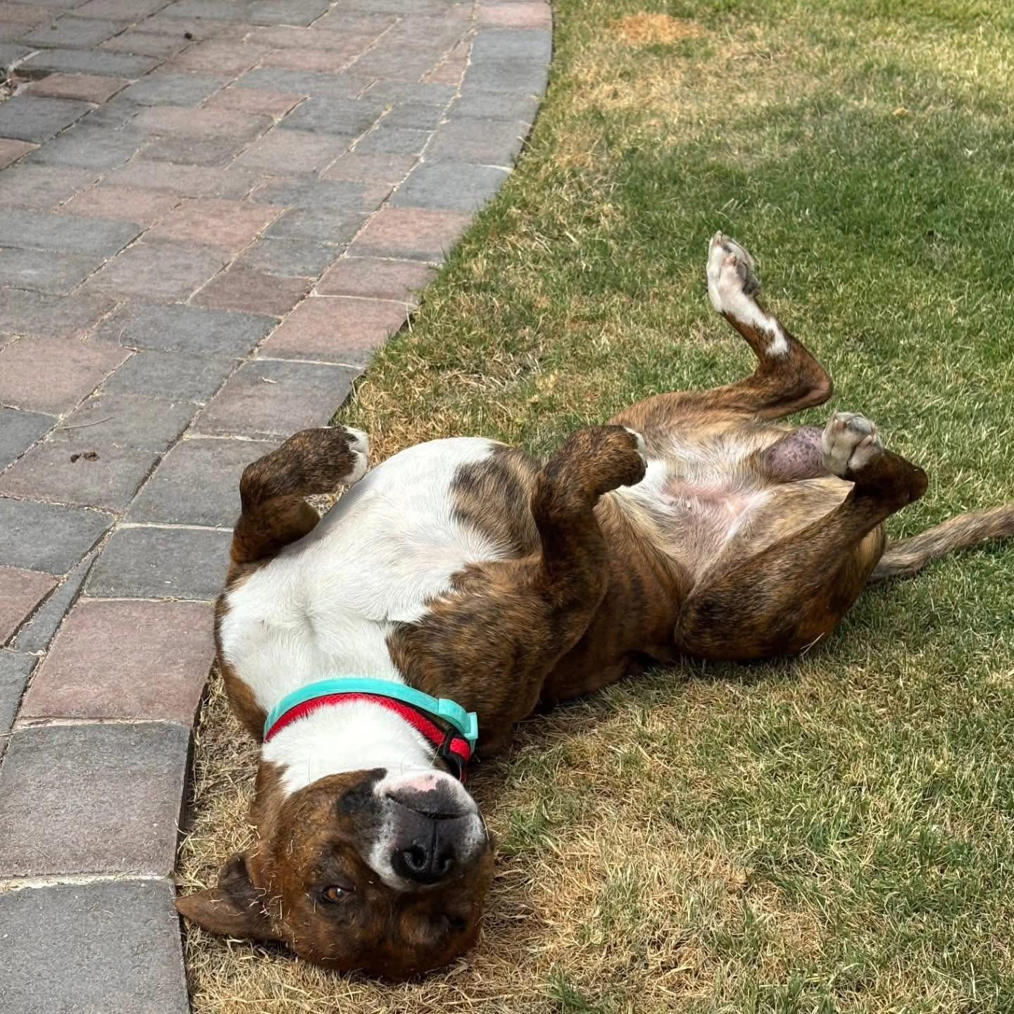 Enlarge Kona, a Adoptable mixed breed in Tucson, AZ image 5/6