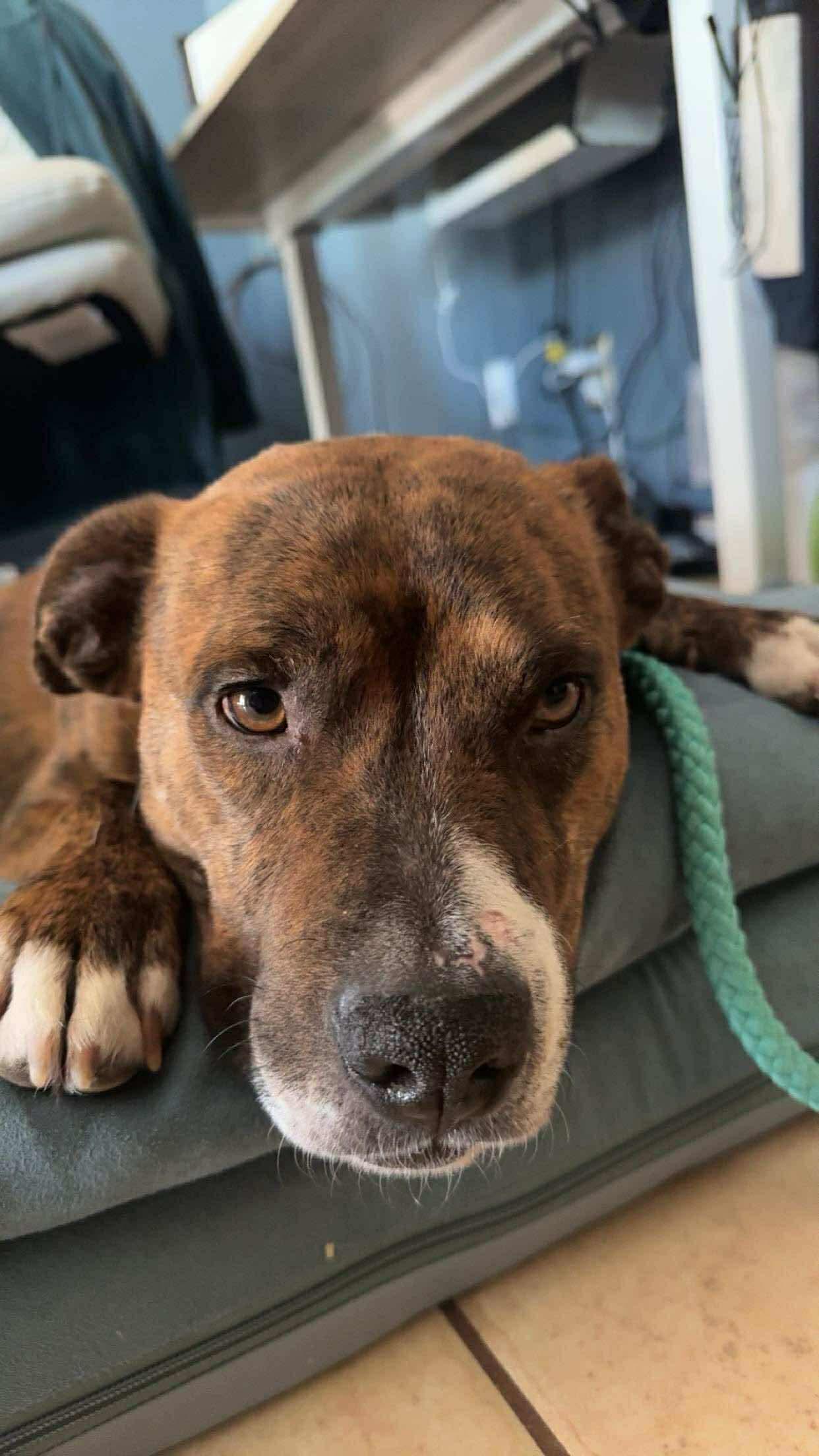 Enlarge Kona, a Adoptable mixed breed in Tucson, AZ image 6/6