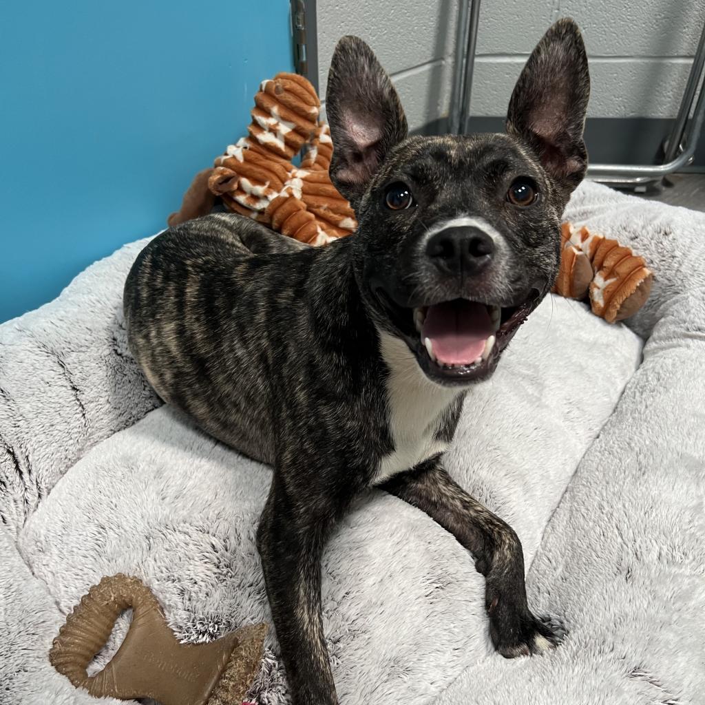 Dell, a Adoptable Terrier in Hackett, AR image 1/6