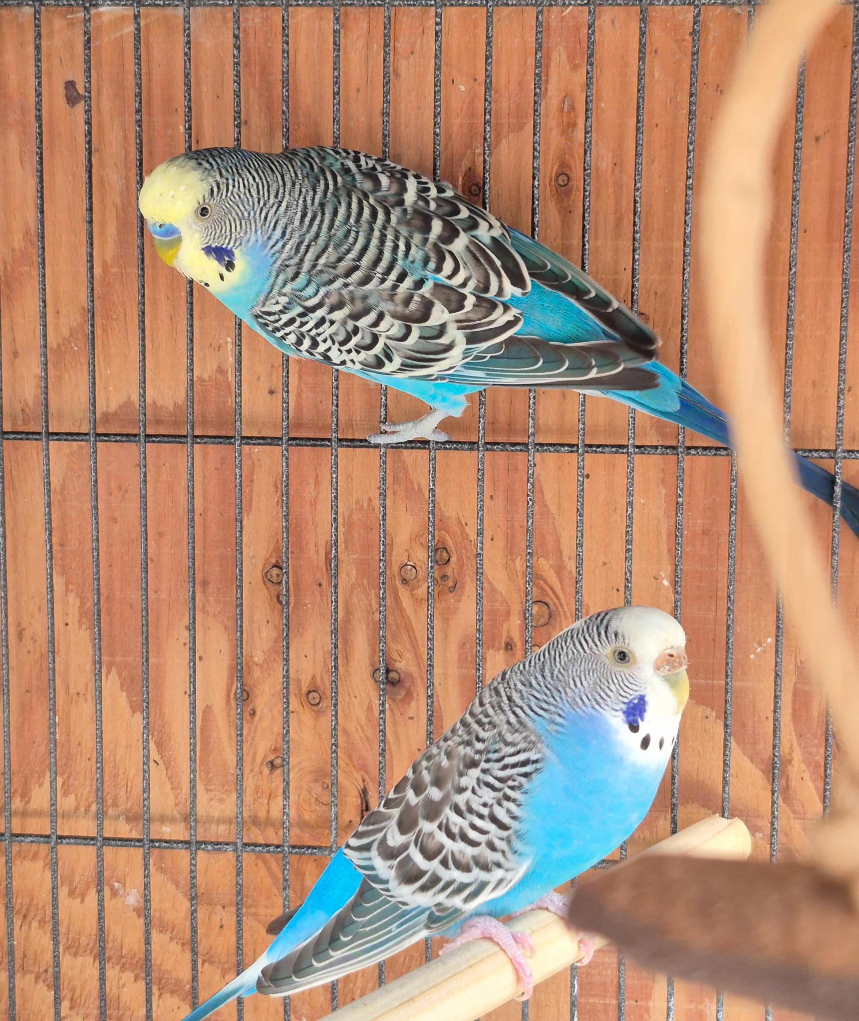 Pepper and Spice, ADOPTABLE, Adult Female Parakeet (Other).