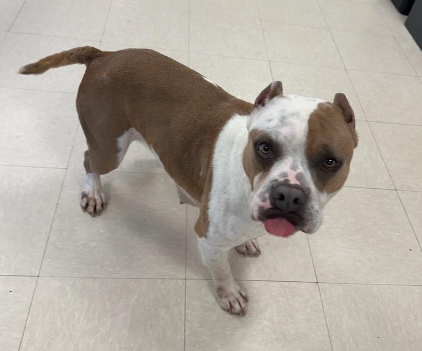 Pua, a ADOPTABLE Pit Bull Terrier in Clayton, NJ image 1/2