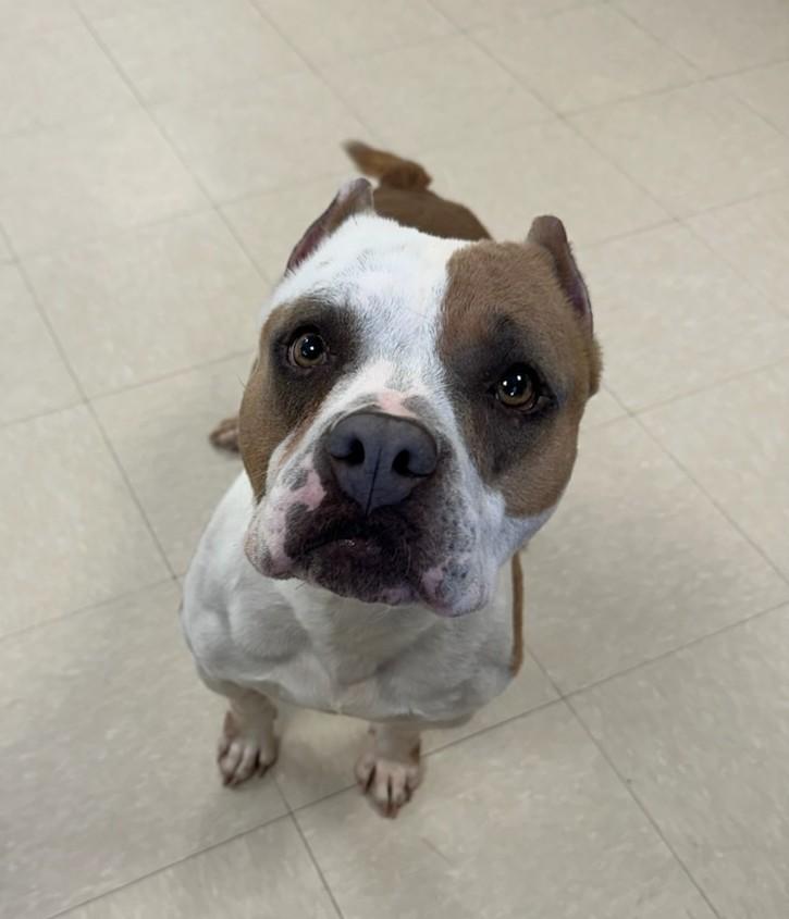 Pua, a ADOPTABLE Pit Bull Terrier in Clayton, NJ image 2/2