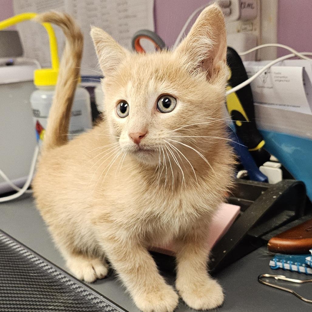 Gary, adopted, Young Male Domestic Short Hair.
