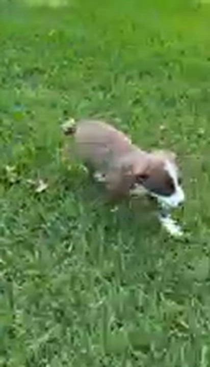 Enlarge Liberty, an adopted mixed breed in Wytheville, VA video 2/4