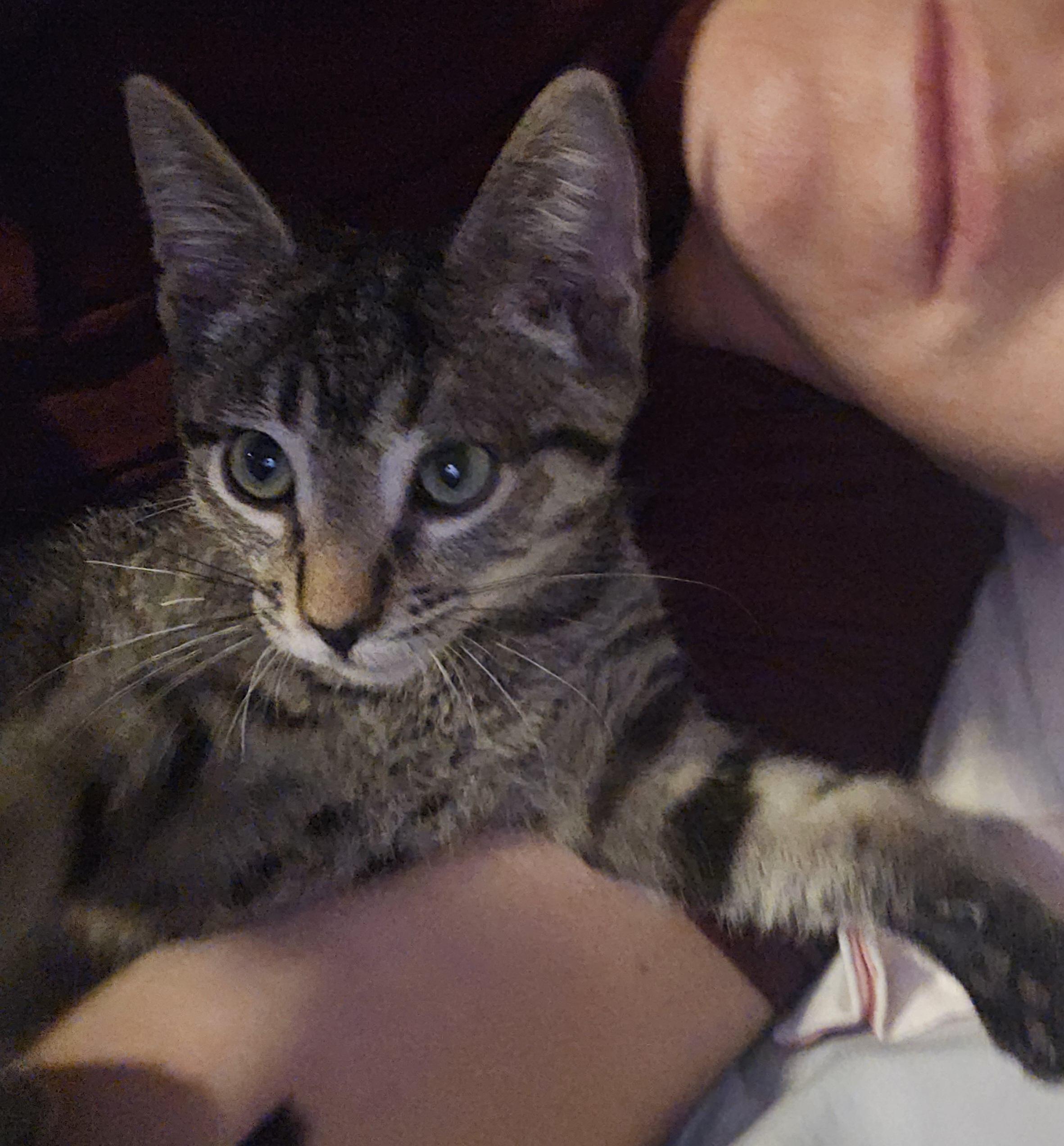 Tabby Baby, Baby Male Tabby