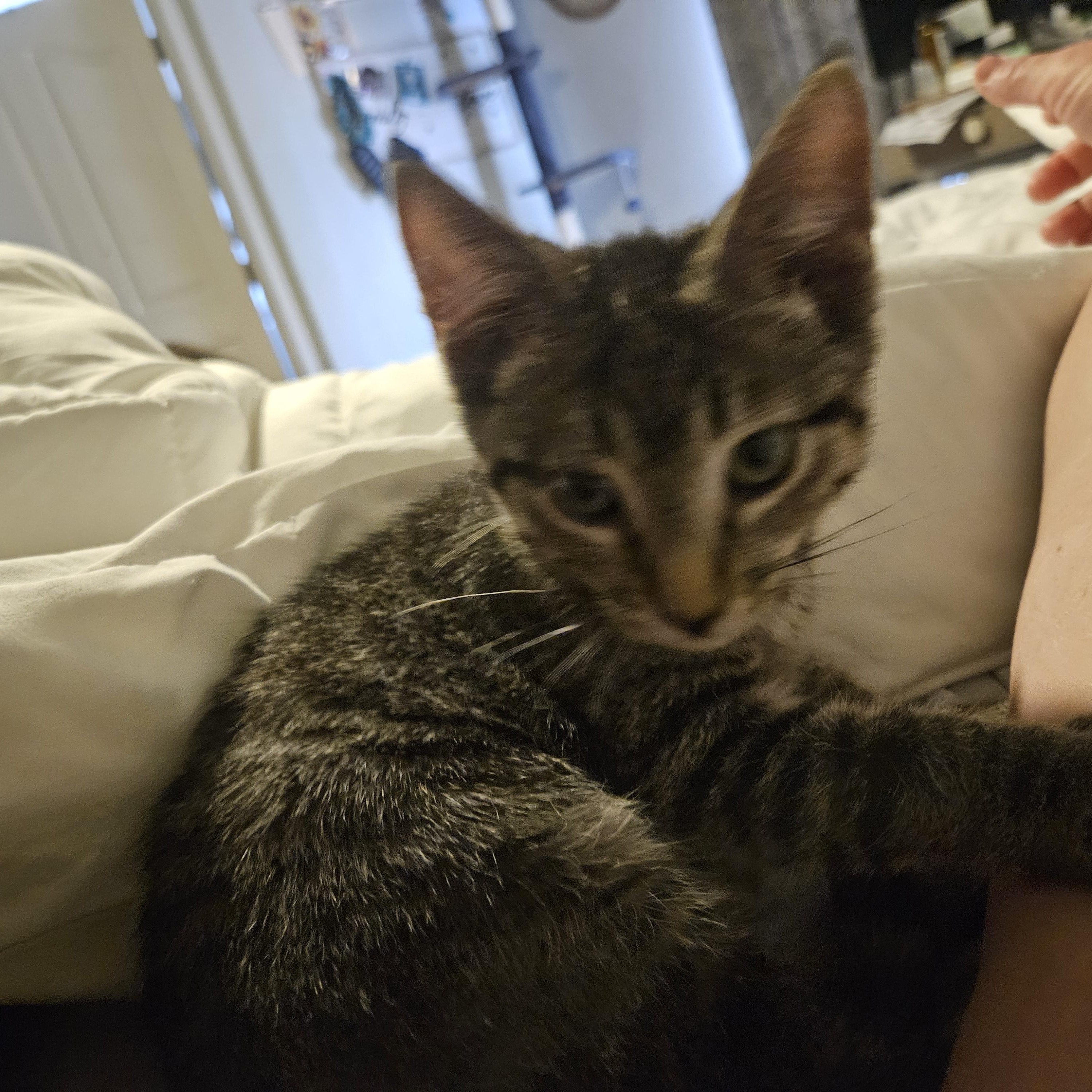 Tabby Baby photo 2