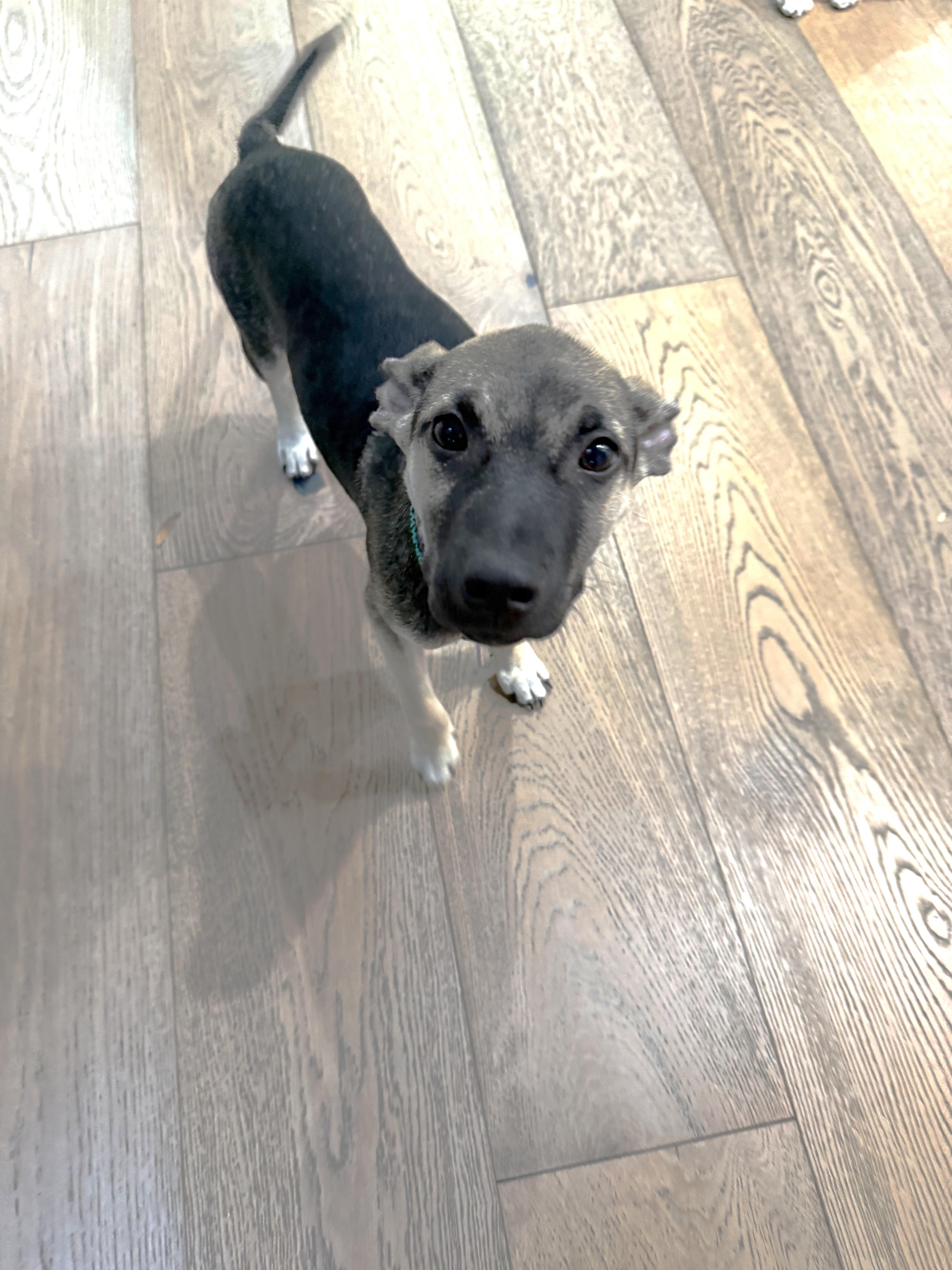 Enlarge Sneezy, a Adoptable mixed breed in West Hollywood, CA image 5/6