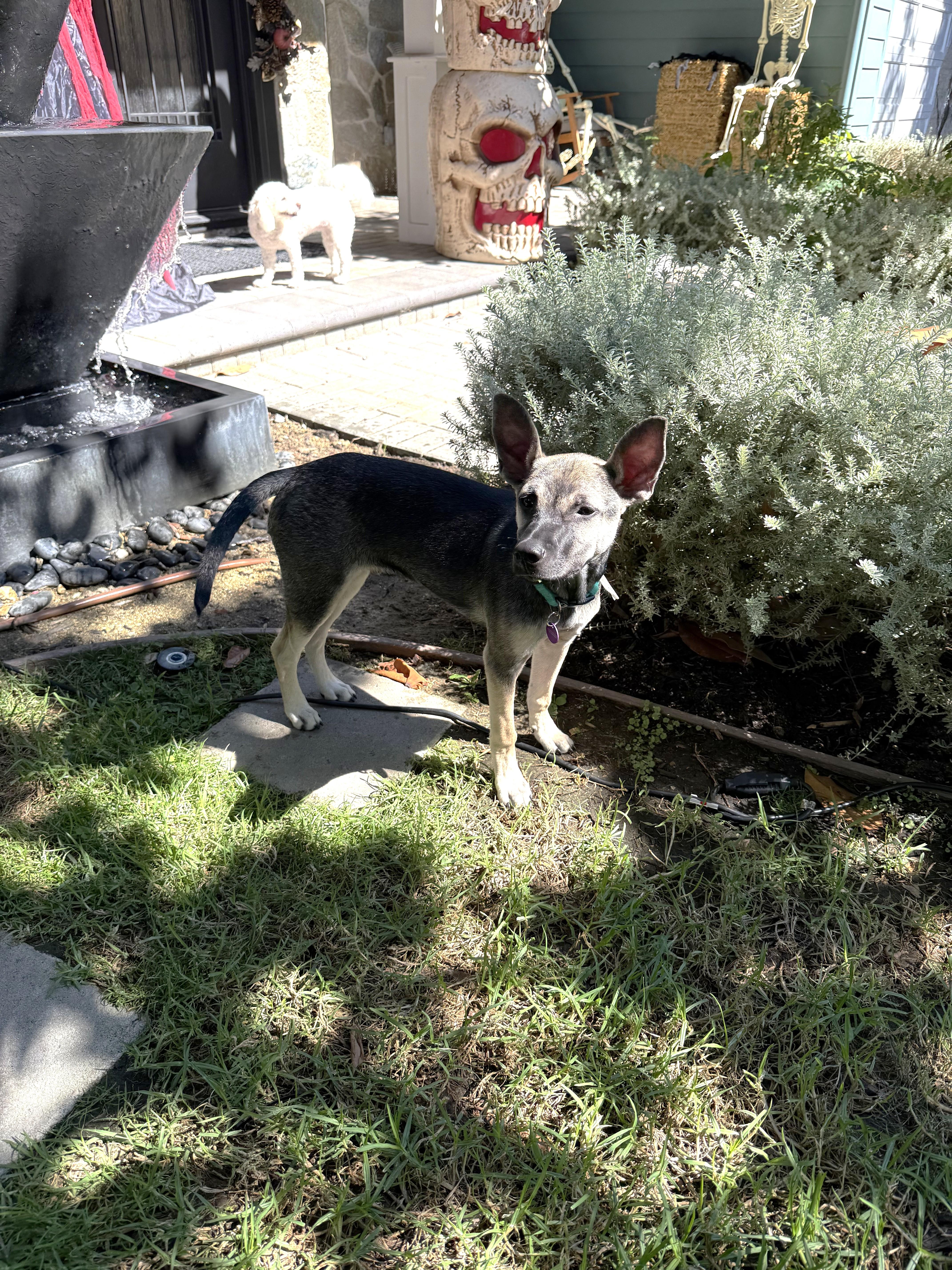 Enlarge Sneezy, a Adoptable mixed breed in West Hollywood, CA image 3/6