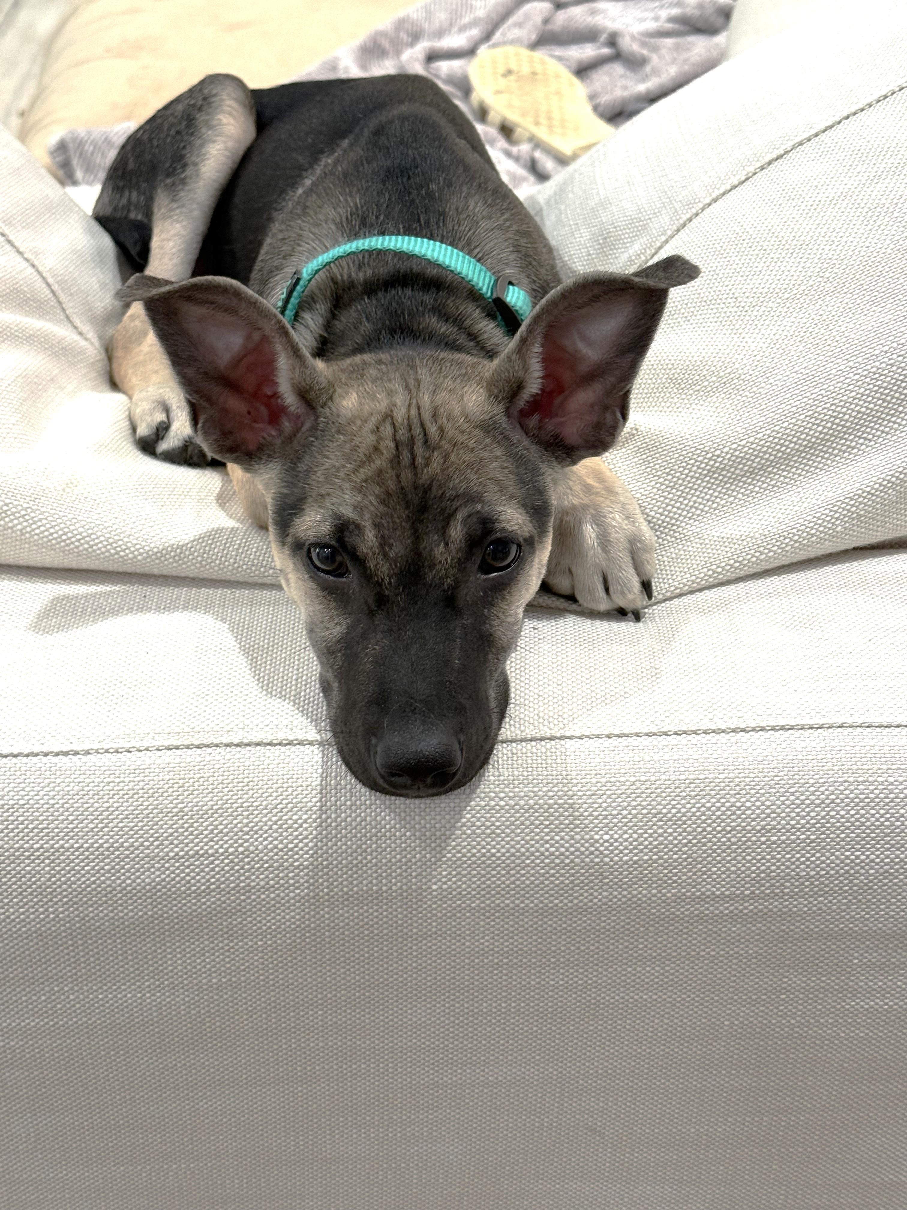 Enlarge Sneezy, a Adoptable mixed breed in West Hollywood, CA image 6/6