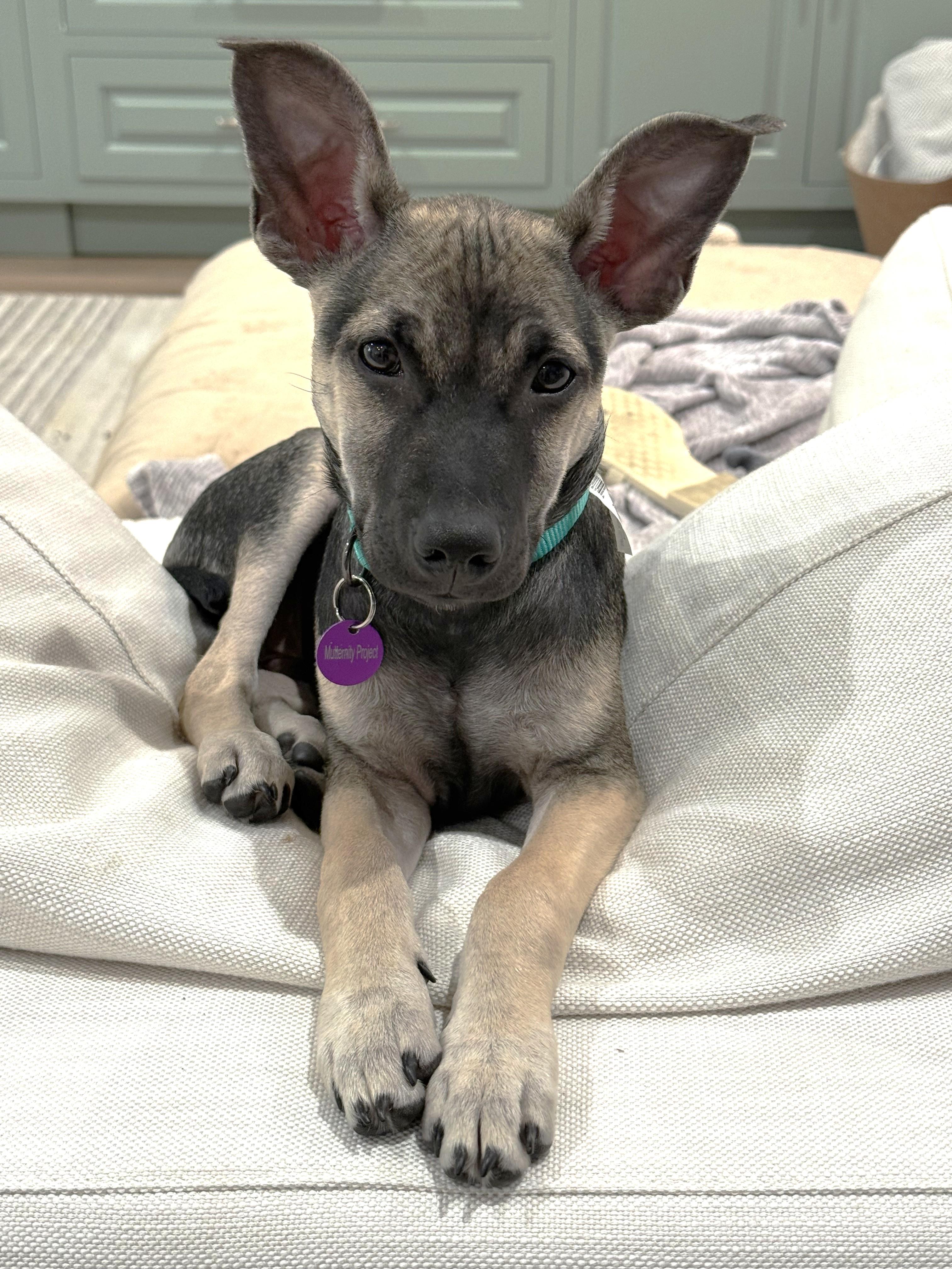 Sneezy, Adoptable, Puppy Male Xoloitzcuintli / Mexican Hairless & Pit Bull Terrier.