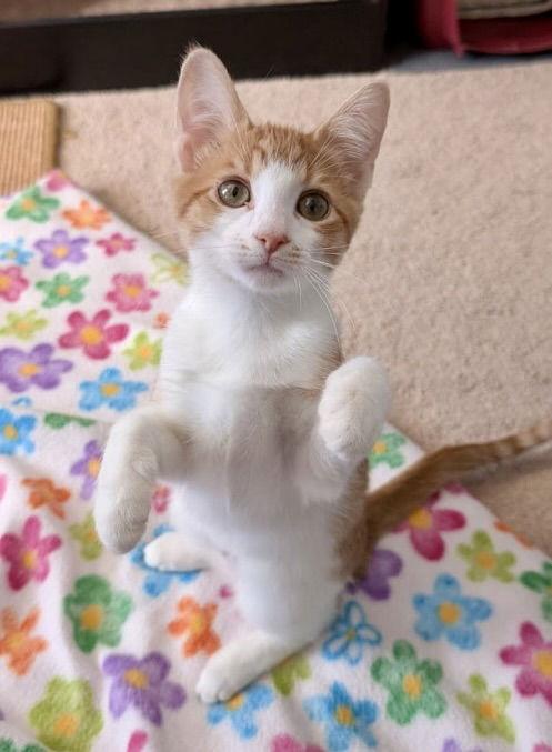 Marmalade, Adoptable, Young Female Tabby & Domestic Short Hair.