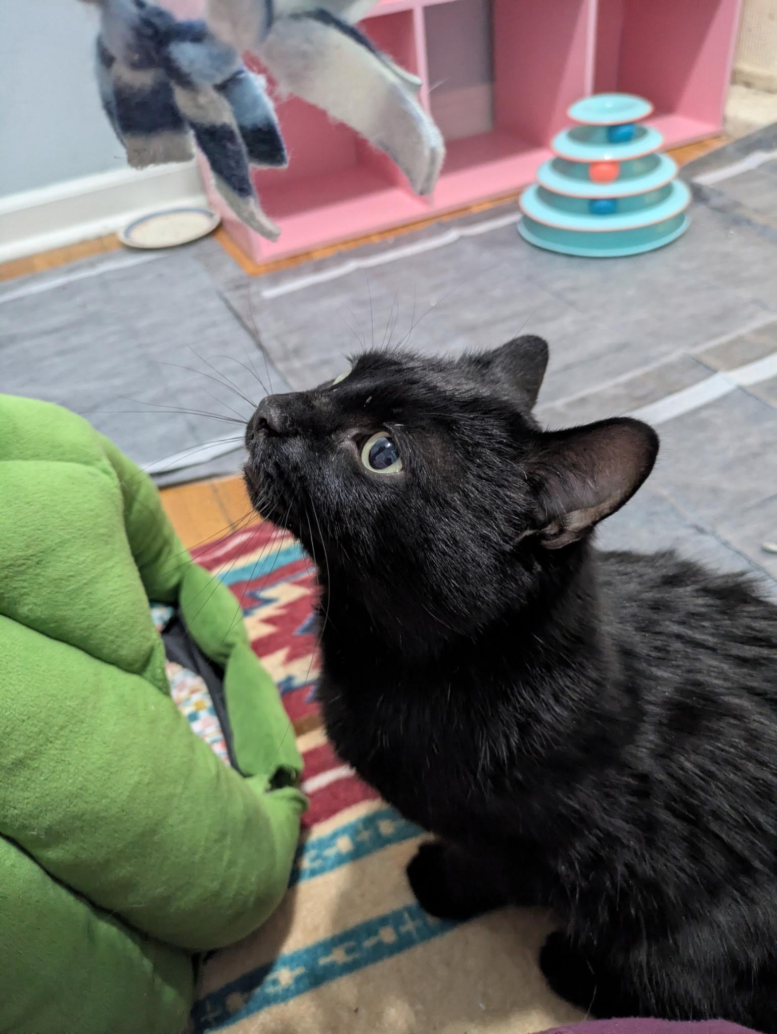 Enlarge Homer, a ADOPTABLE Domestic Short Hair in Columbus, OH image 5/6