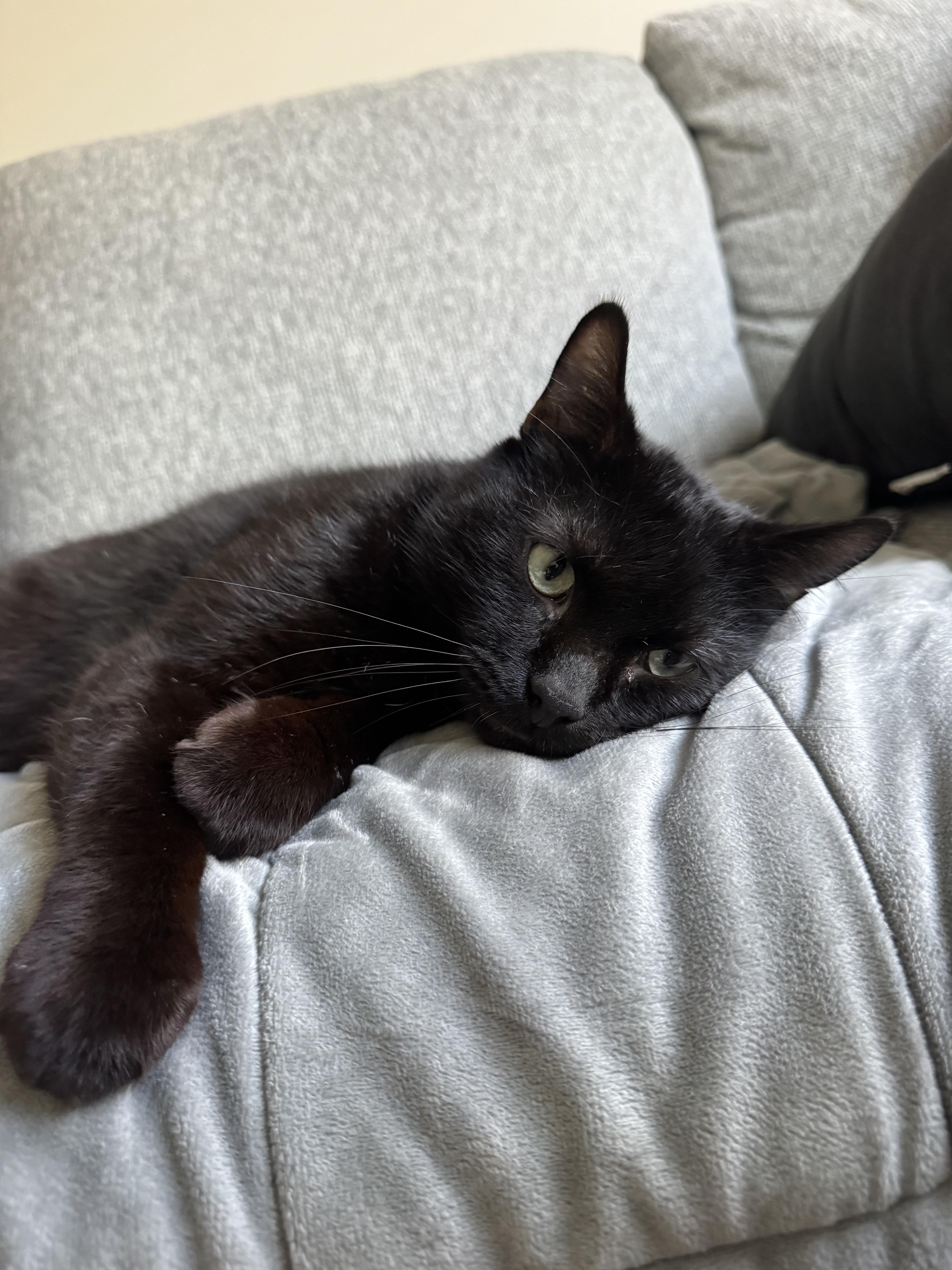 Enlarge Homer, a ADOPTABLE Domestic Short Hair in Columbus, OH image 6/6