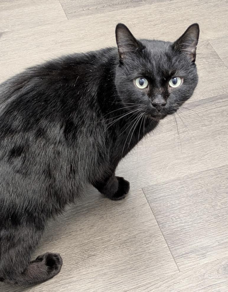 Enlarge Homer, a ADOPTABLE Domestic Short Hair in Columbus, OH image 2/6