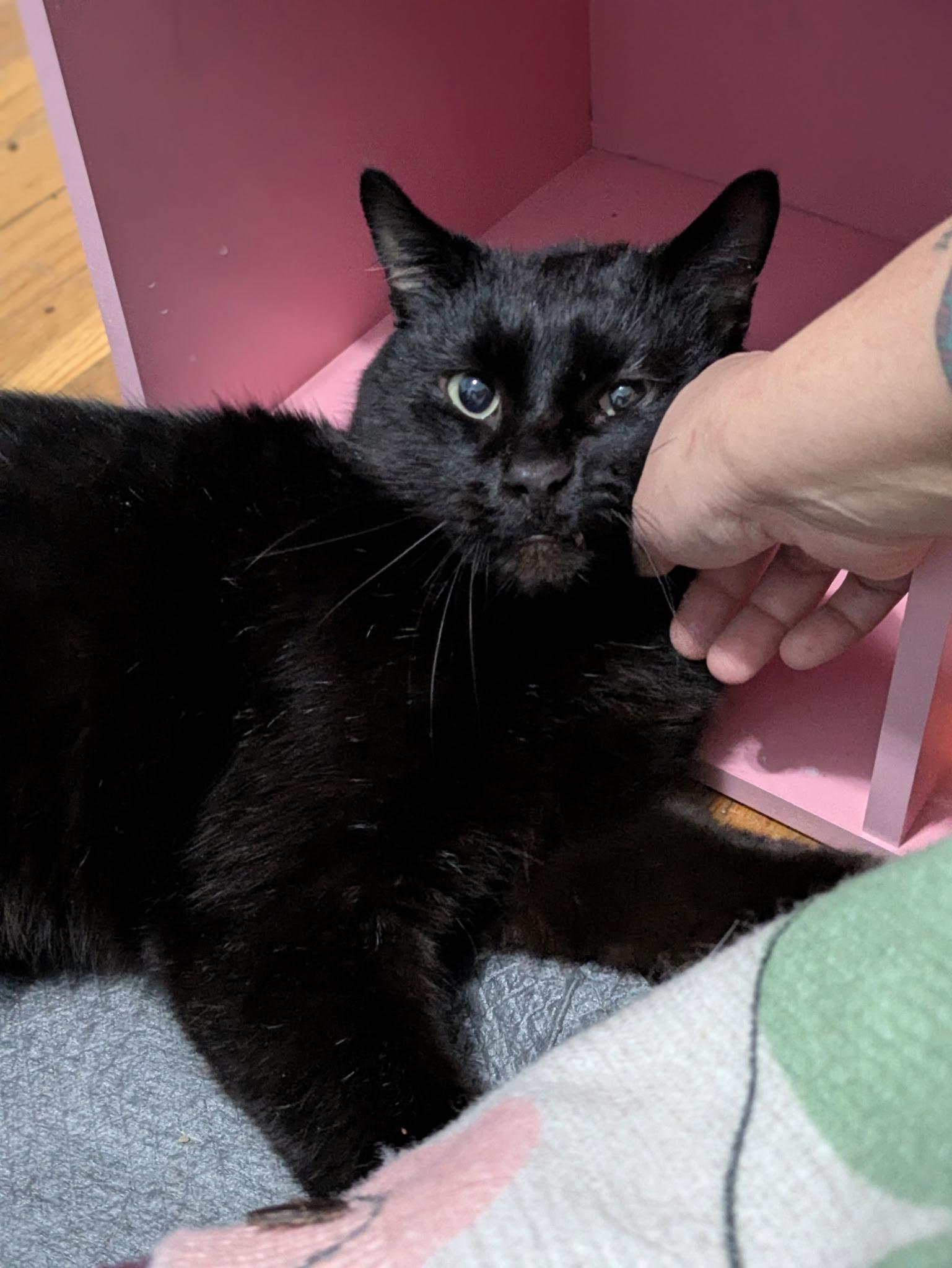 Enlarge Homer, a ADOPTABLE Domestic Short Hair in Columbus, OH image 6/6