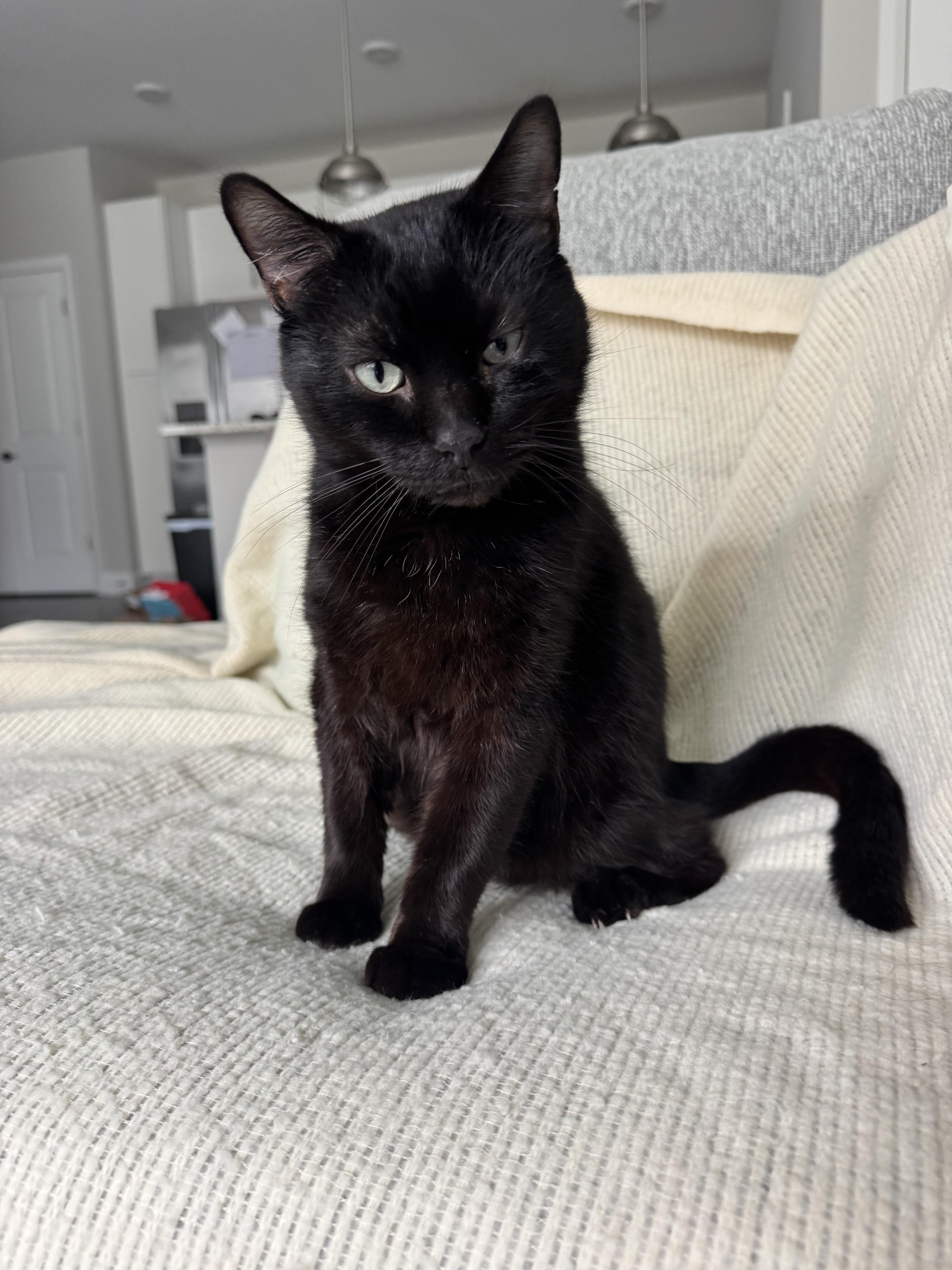 Homer, ADOPTABLE, Adult Male Domestic Short Hair.