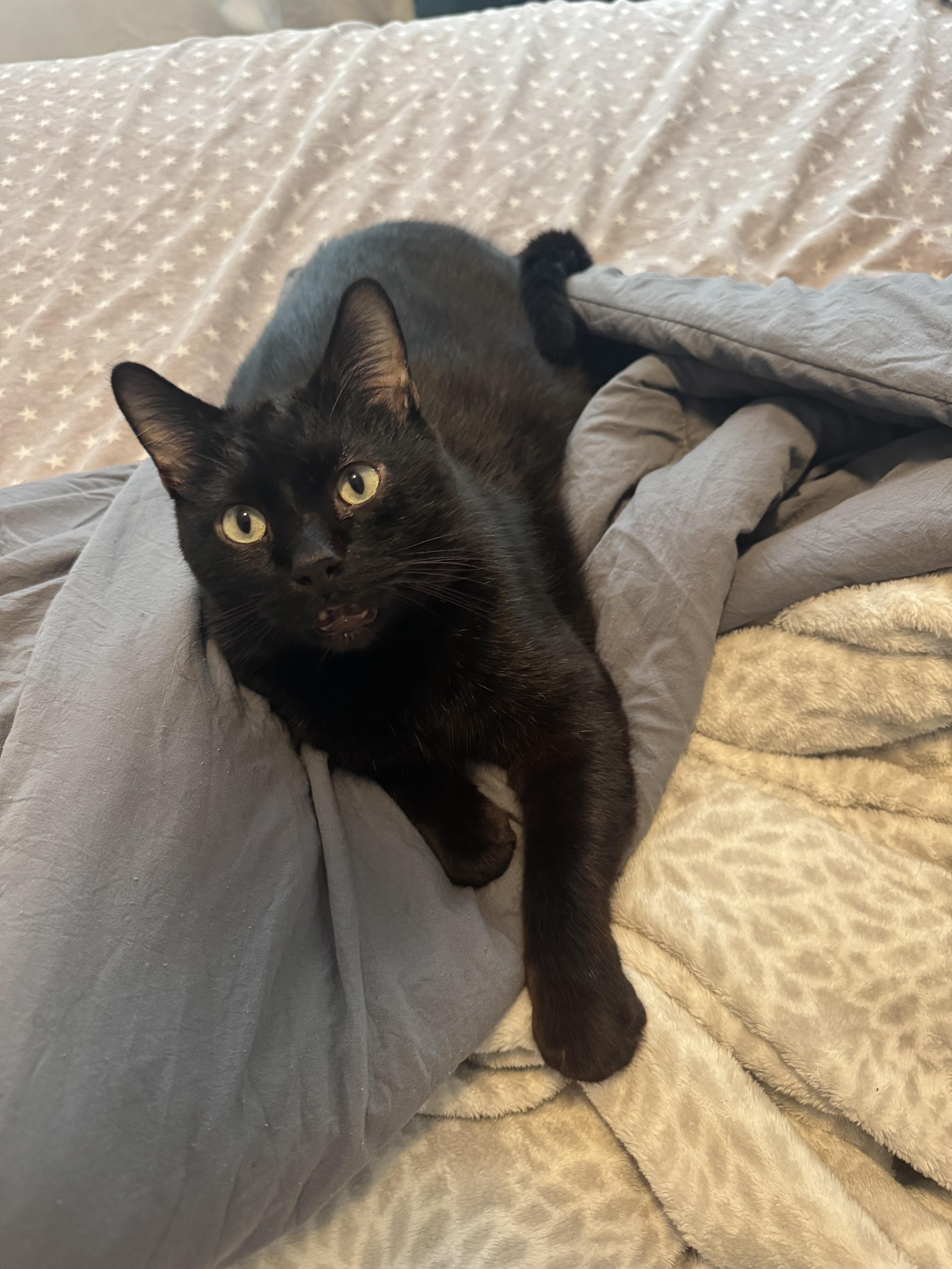 Enlarge Homer, a ADOPTABLE Domestic Short Hair in Columbus, OH image 4/6