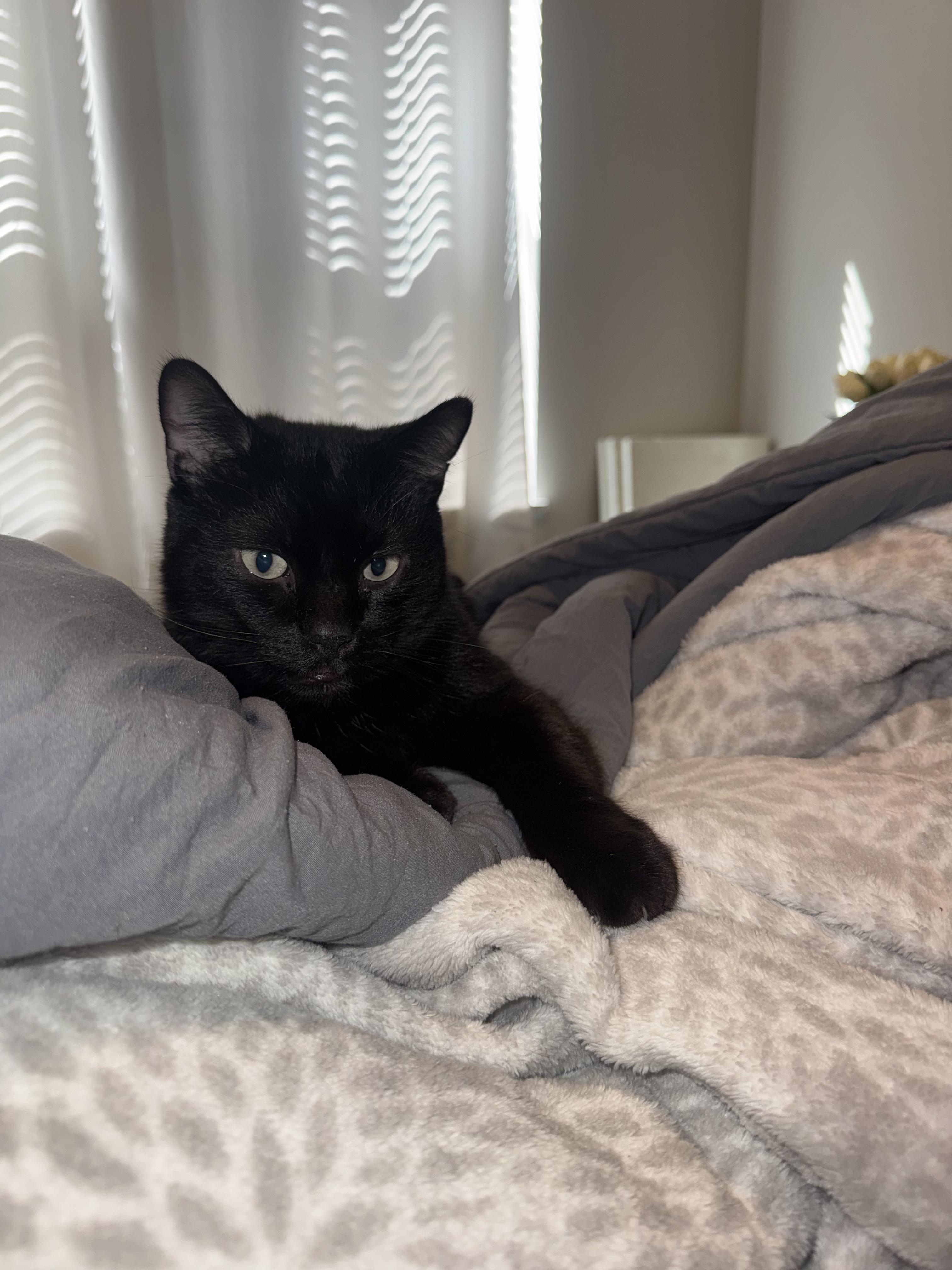 Enlarge Homer, a ADOPTABLE Domestic Short Hair in Columbus, OH image 3/6