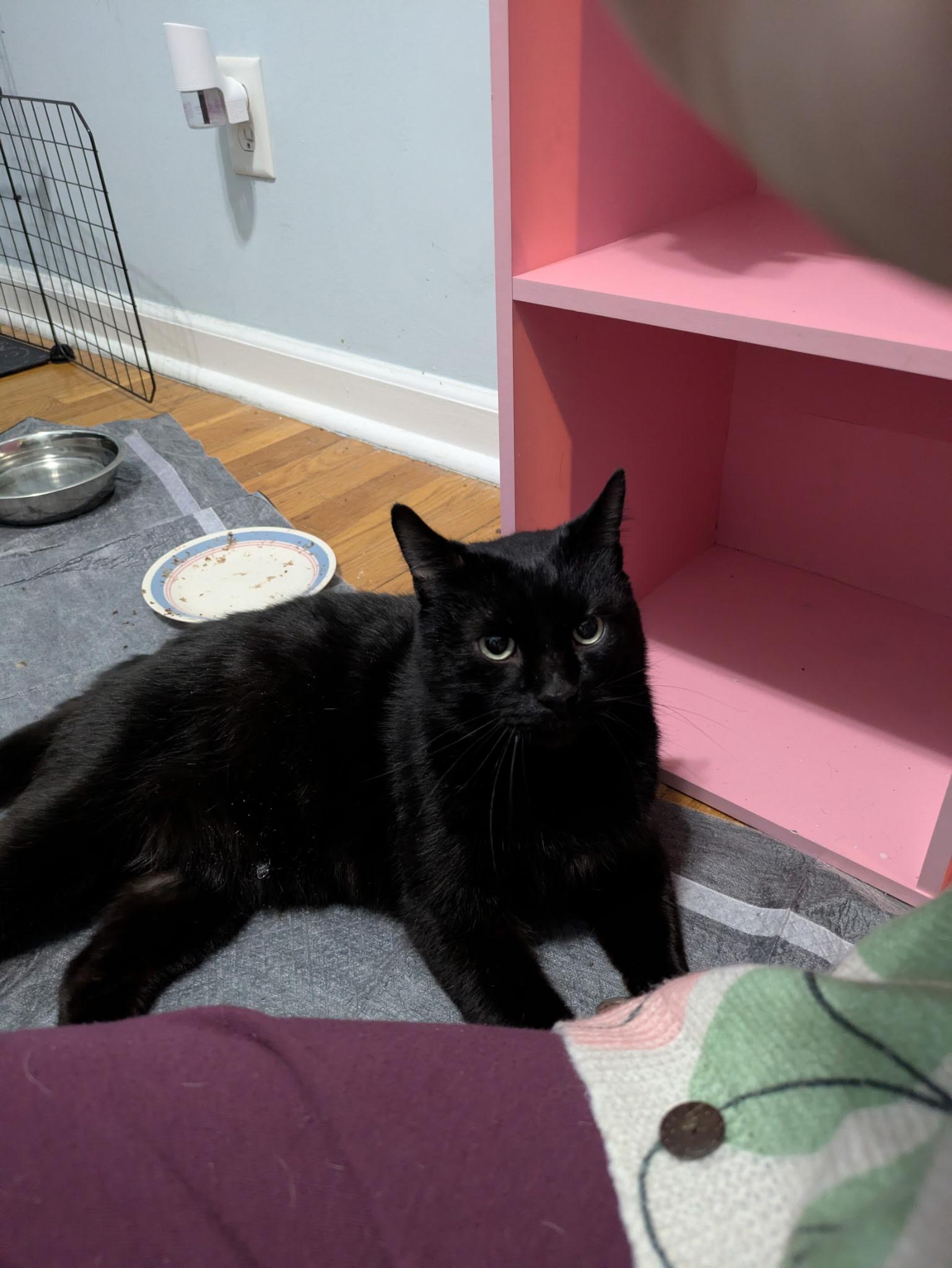 Enlarge Homer, a ADOPTABLE Domestic Short Hair in Columbus, OH image 3/6