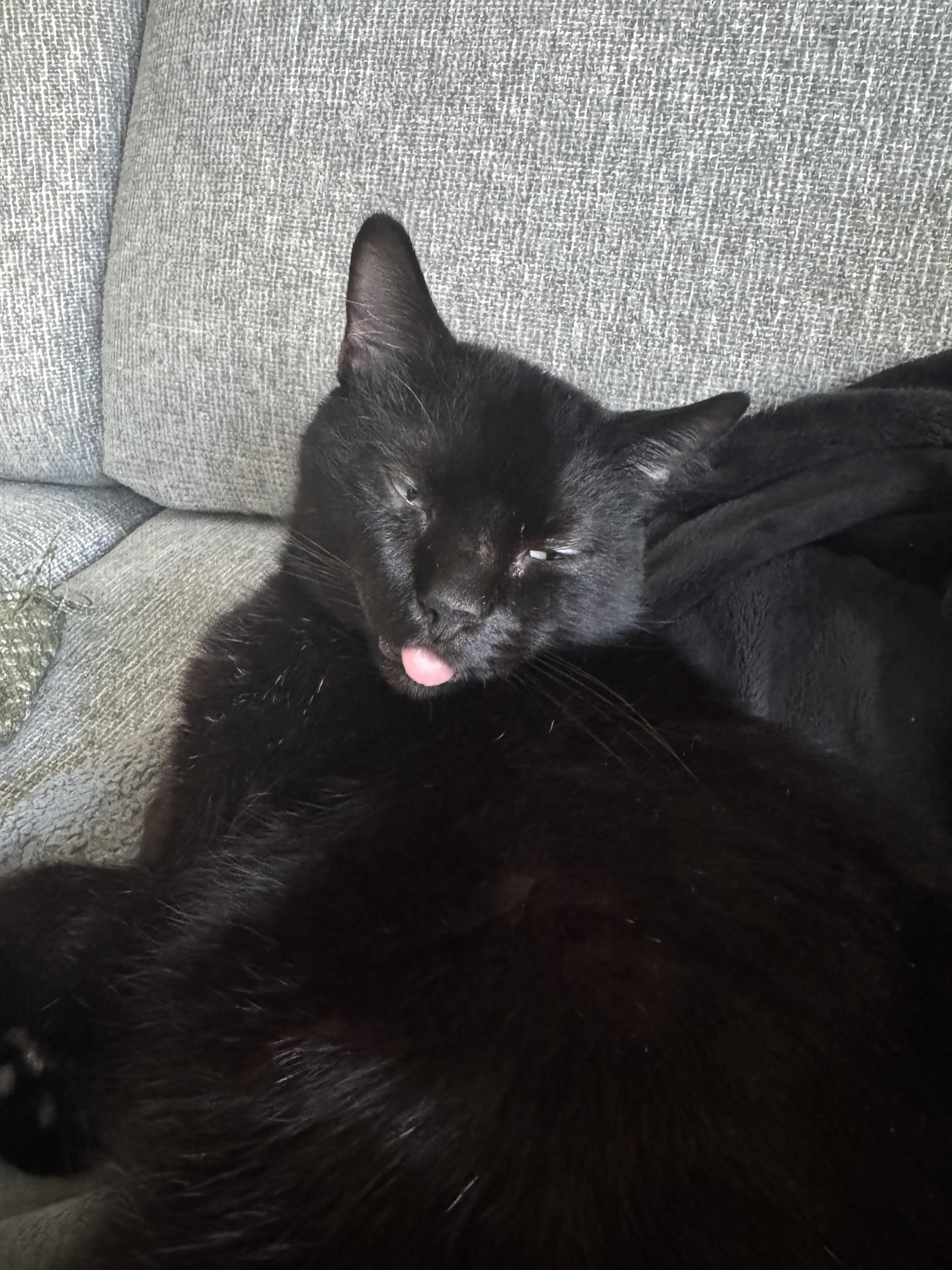 Enlarge Homer, a ADOPTABLE Domestic Short Hair in Columbus, OH image 5/6