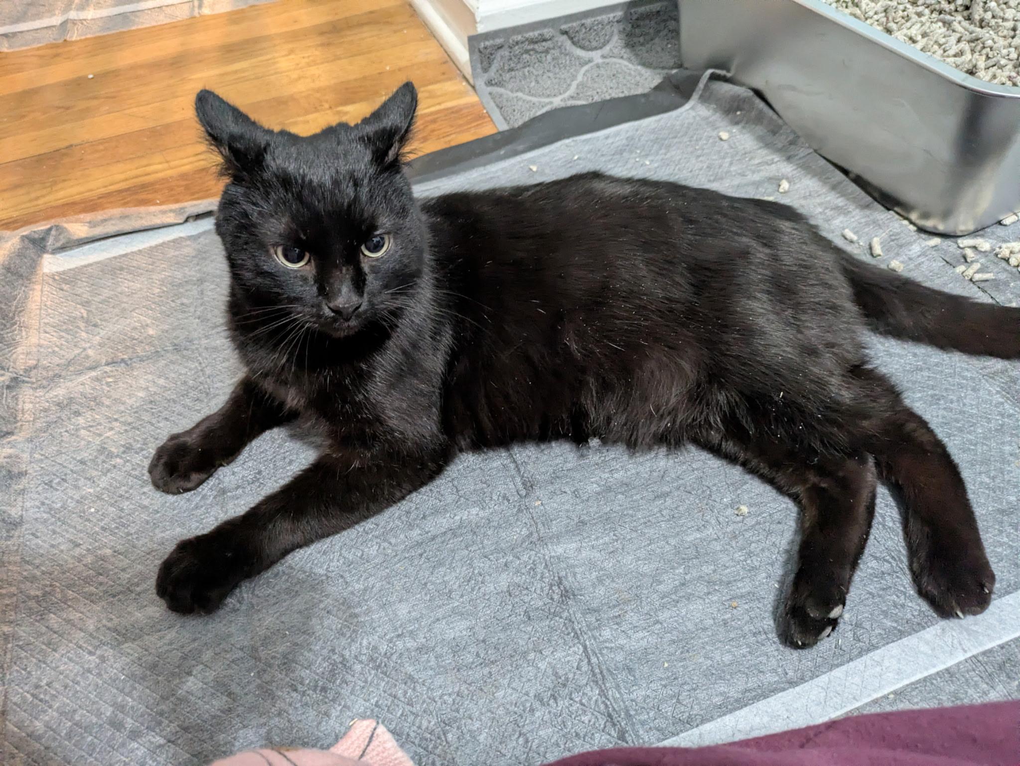 Enlarge Homer, a ADOPTABLE Domestic Short Hair in Columbus, OH image 4/6