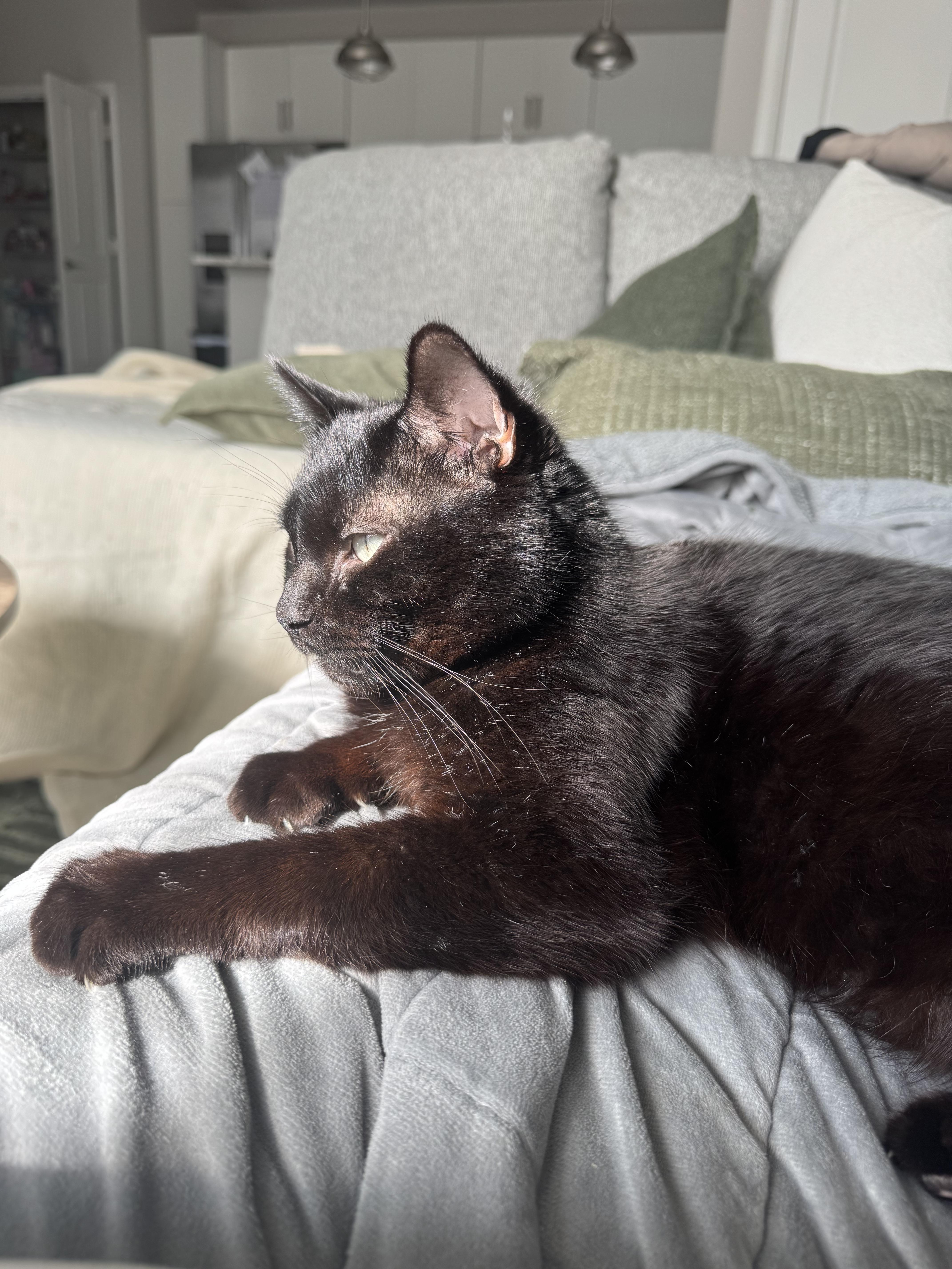 Enlarge Homer, a ADOPTABLE Domestic Short Hair in Columbus, OH image 2/6
