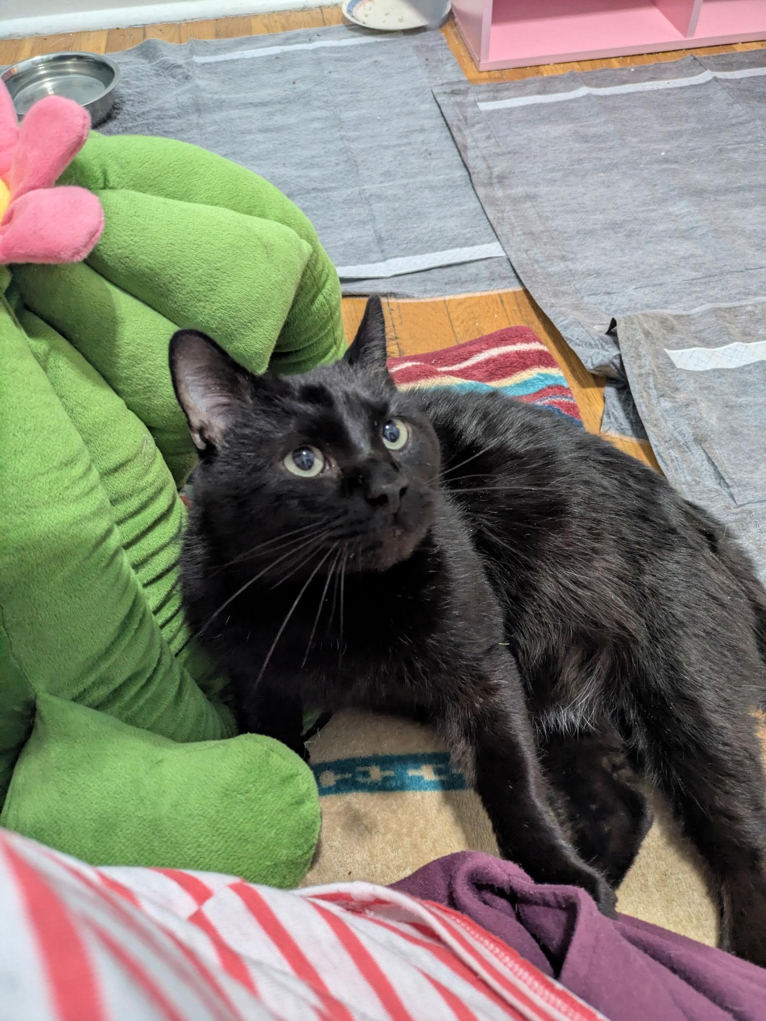 Homer, ADOPTABLE, Adult Male Domestic Short Hair.