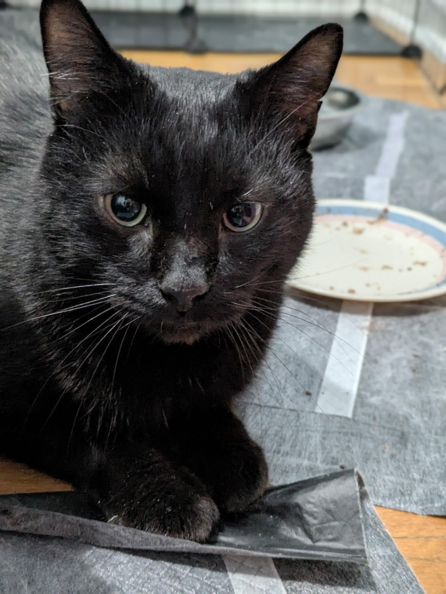 Enlarge Homer, a ADOPTABLE Domestic Short Hair in Columbus, OH image 1/6