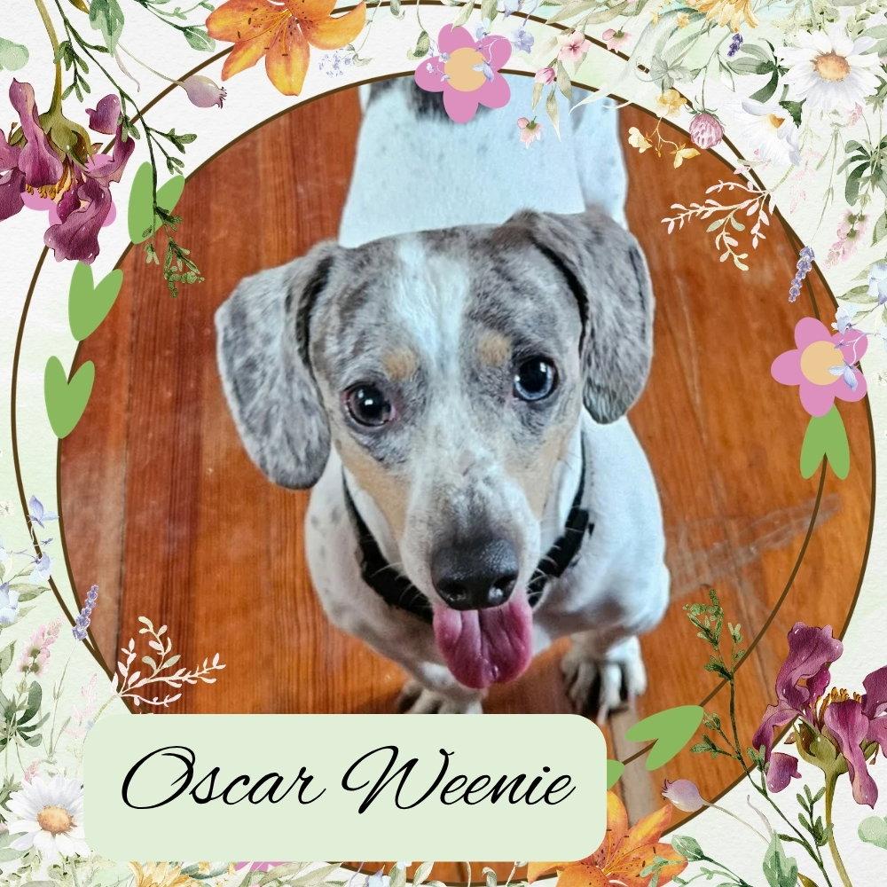 Oscar Weenie, Adoptable, Adult Male Dachshund.