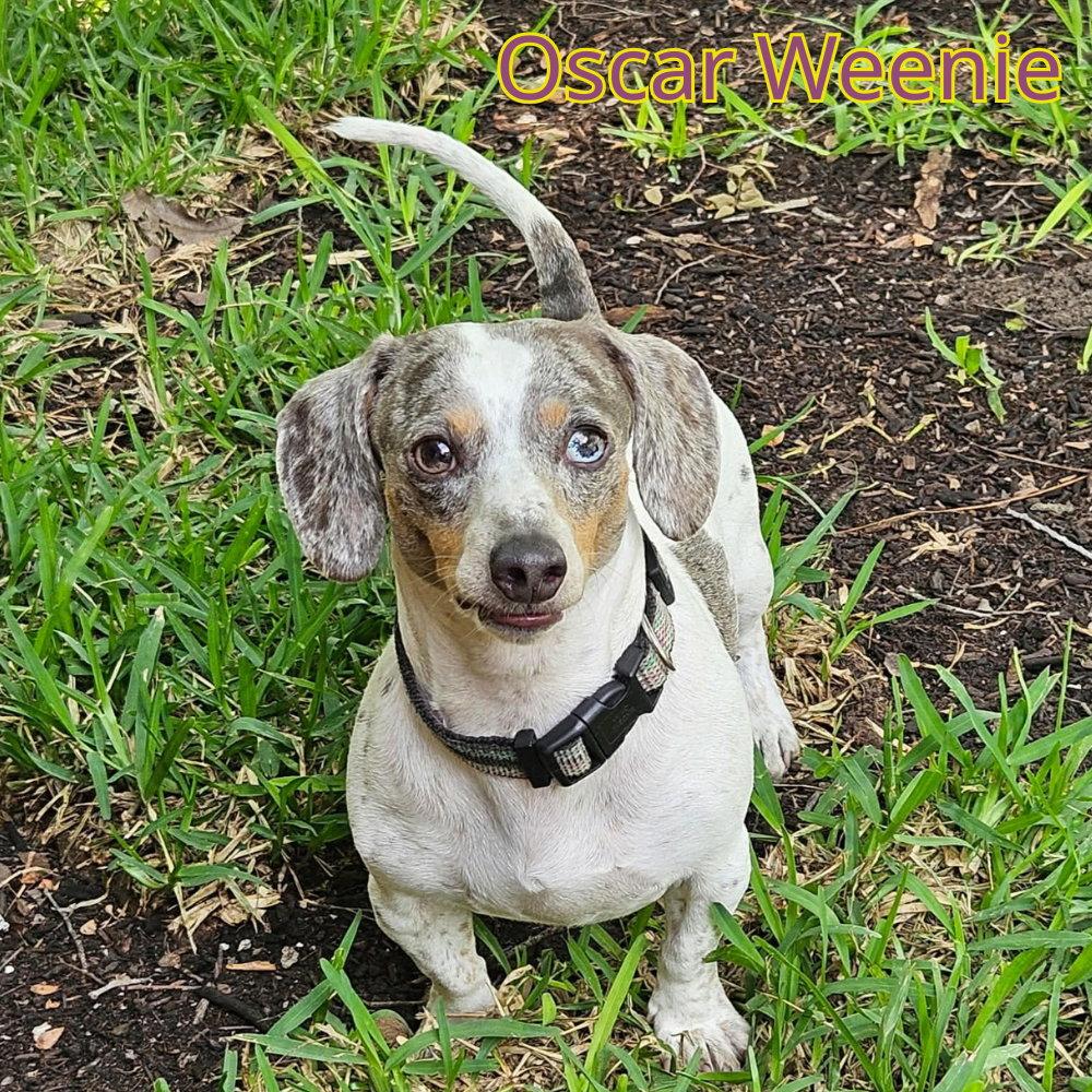 Enlarge Oscar Weenie, a Adoptable Dachshund in San Antonio, TX image 2/3