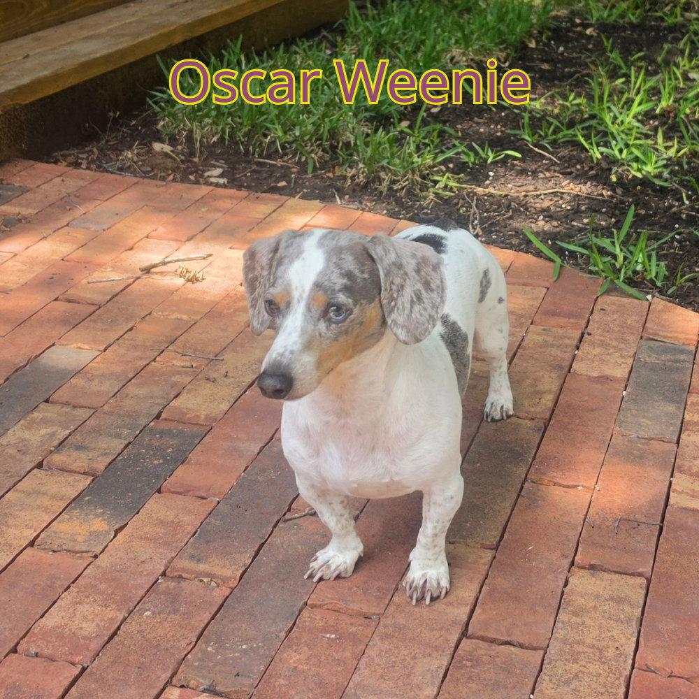 Enlarge Oscar Weenie, a Adoptable Dachshund in San Antonio, TX image 3/3