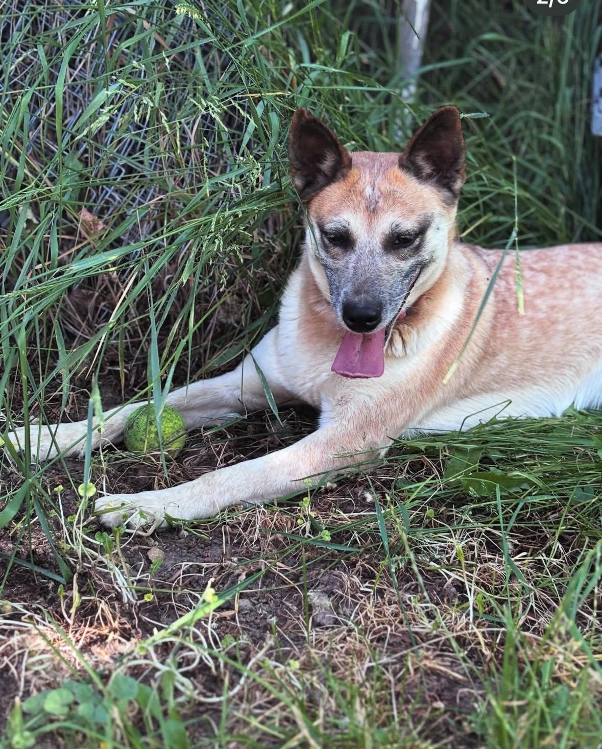 Enlarge Queenie, a Adoptable mixed breed in Huson, MT image 5/6