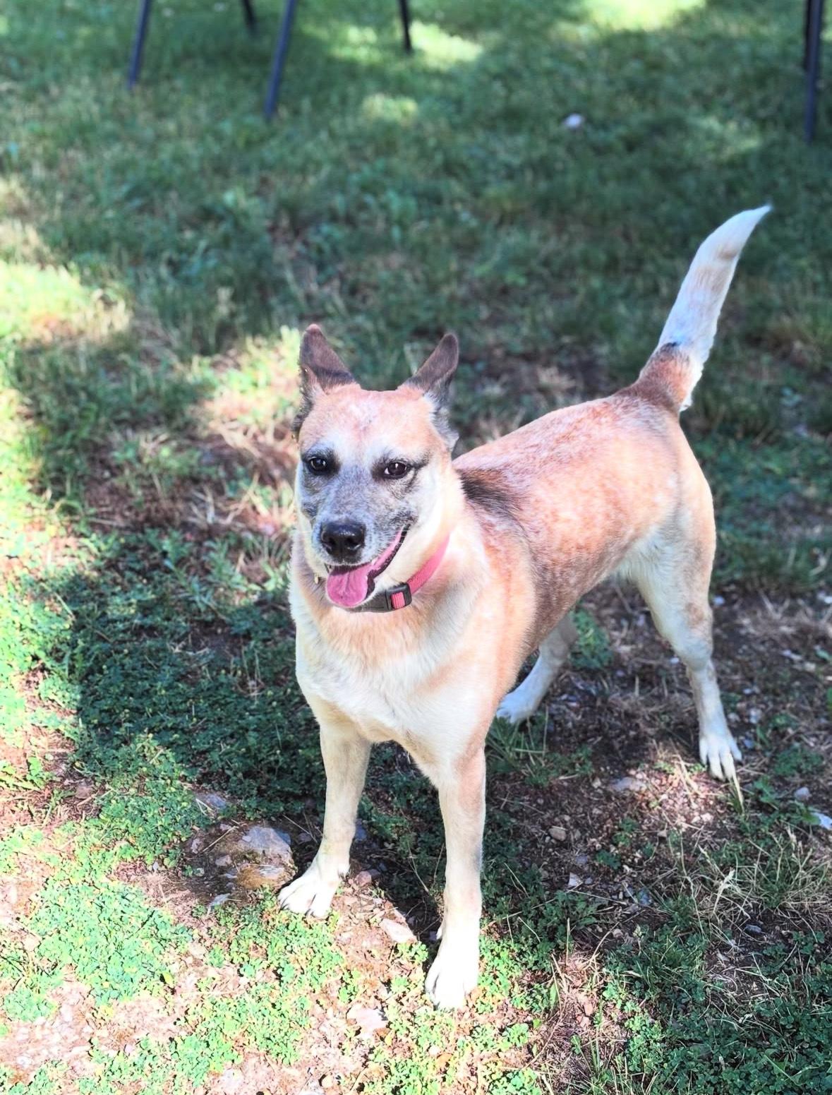 Queenie, an adoptable Cattle Dog in Huson, MT, 59846 | Photo Image 6