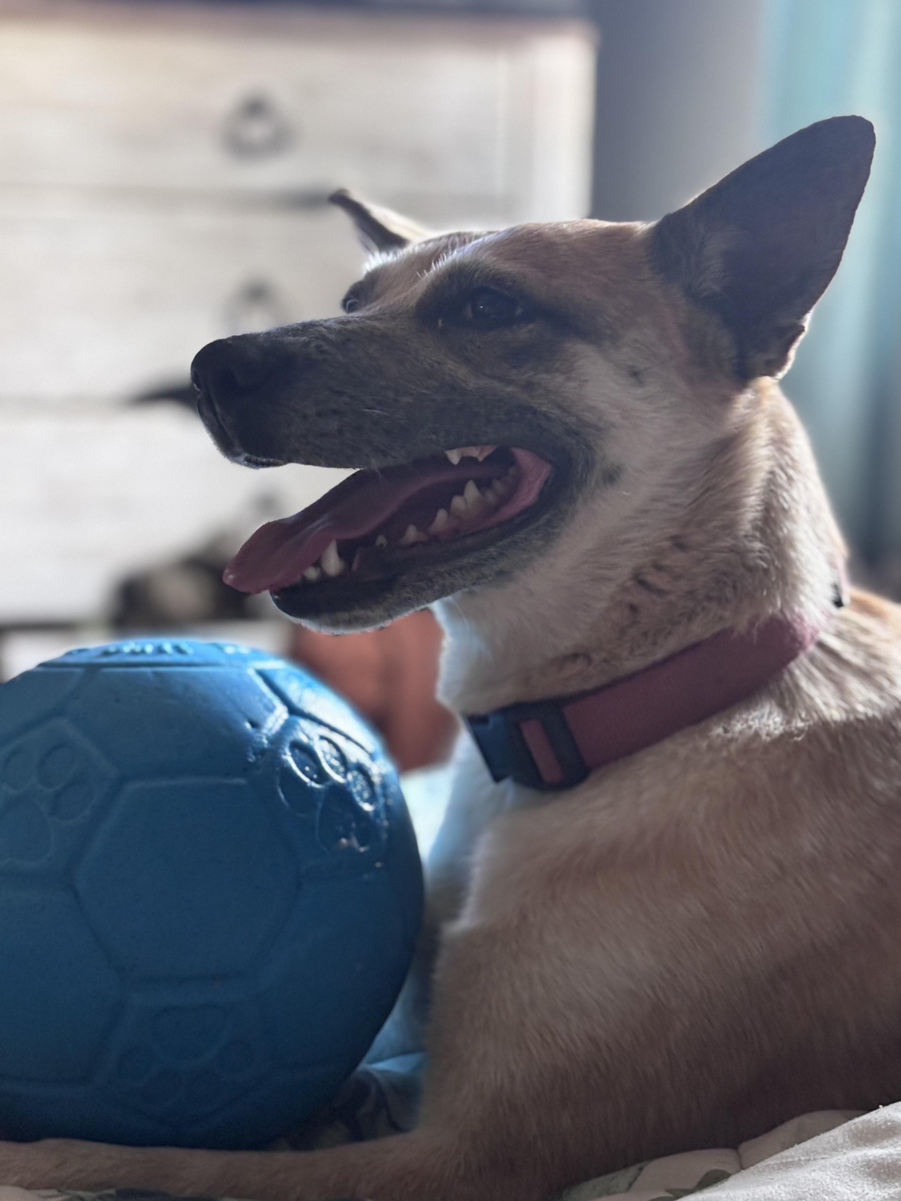Enlarge Queenie, a Adoptable mixed breed in Huson, MT image 4/6