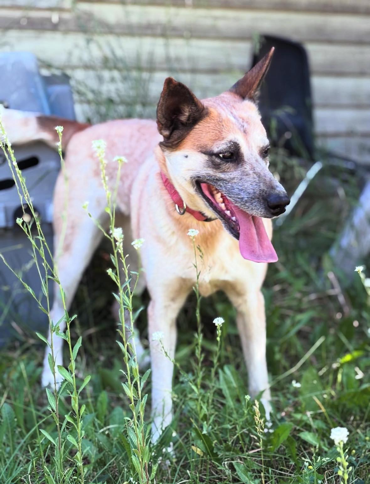 Queenie, an adoptable Cattle Dog in Huson, MT, 59846 | Photo Image 2