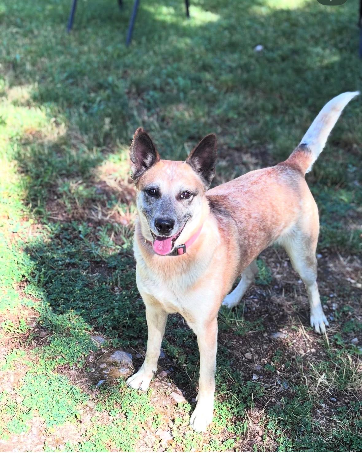 Queenie, Adoptable, Adult Female Cattle Dog.